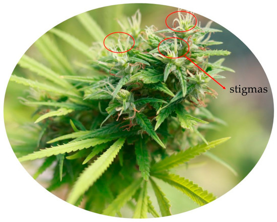 Glandular trichome development, morphology, and maturation are influenced  by plant age and genotype in high THC-containing cannabis (Cannabis sativa  L.) inflorescences, Journal of Cannabis Research