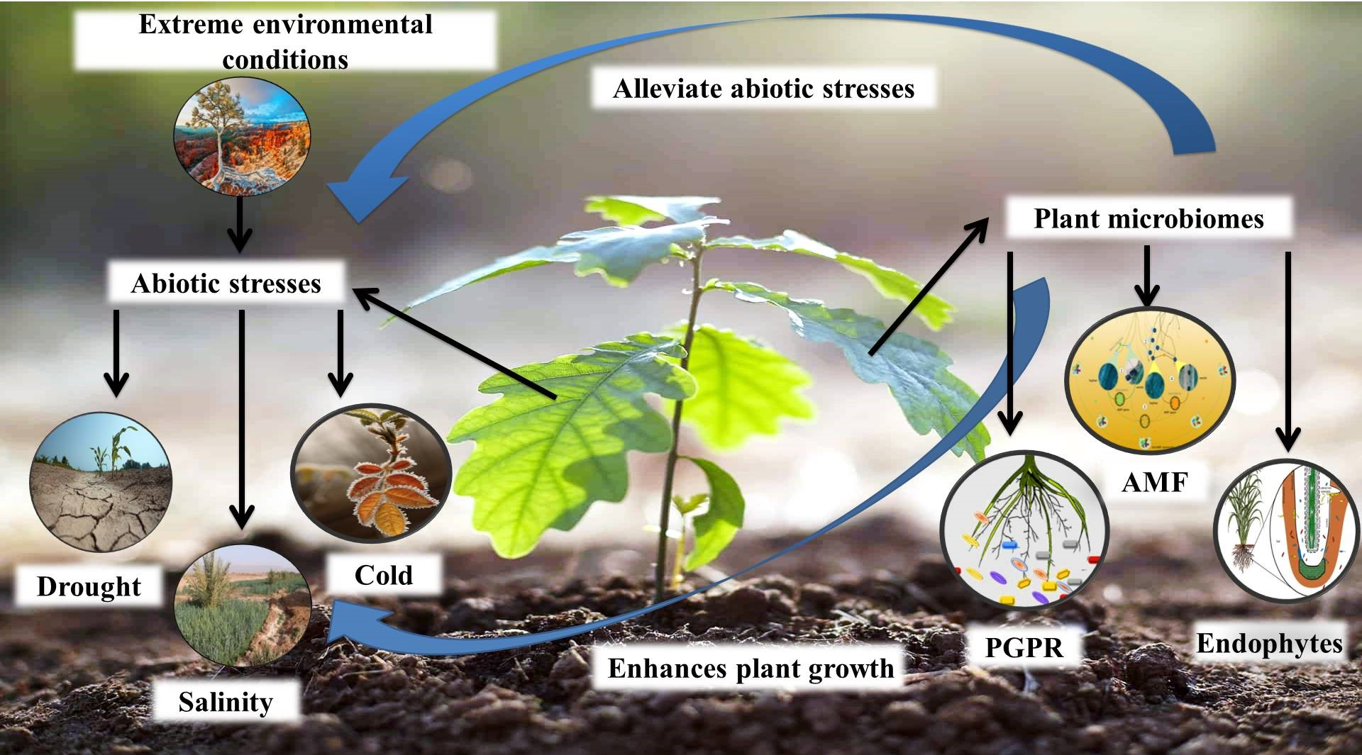 Agronomy | Free Full-Text | Mechanisms and Strategies of Plant Microbiome  Interactions to Mitigate Abiotic Stresses