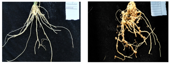 Agronomy | Free Full-Text | A Detection Model for Cucumber Root-Knot ...