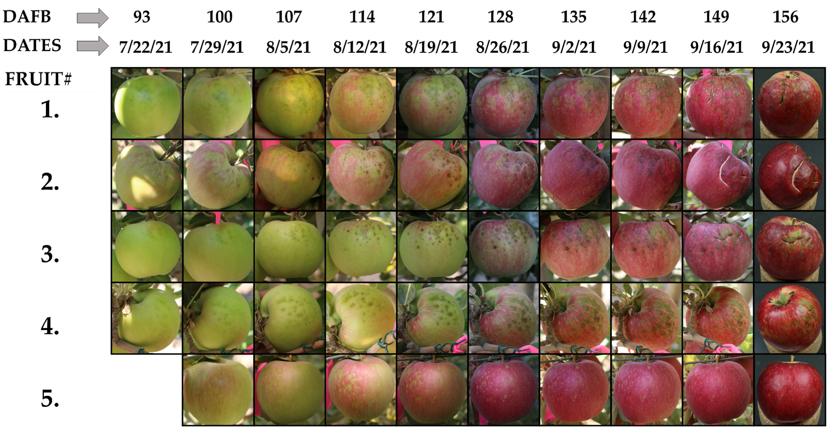 Fuji Apple Fruit Quality: Effect of Harvest Maturity and Storage  Temperatures