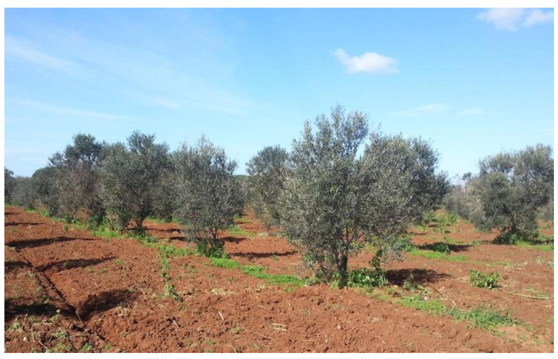 350 cm green artificial olive tree, Mediterranean
