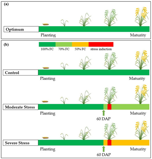 Agronomy | Free Full-Text | Assessment of CSM–CERES–Rice as a Decision ...