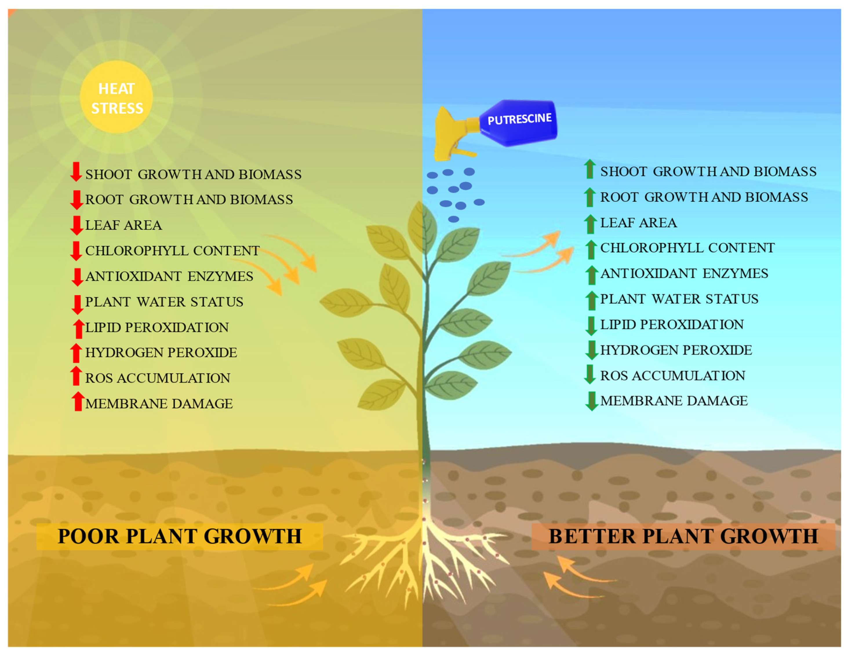 How Temperature Affects Plant Growth