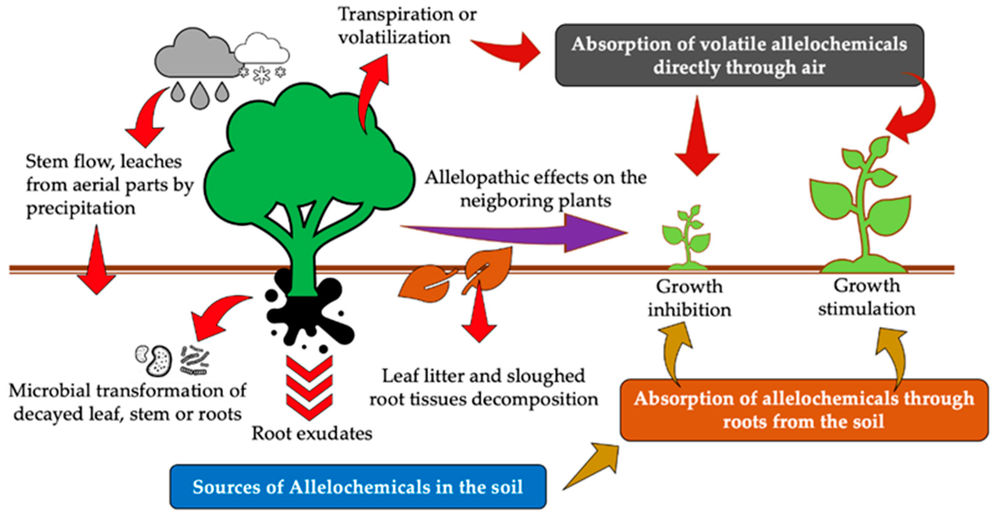 Agronomy | Free Full-Text | Allelopathic Potential of Tropical Plants—A ...