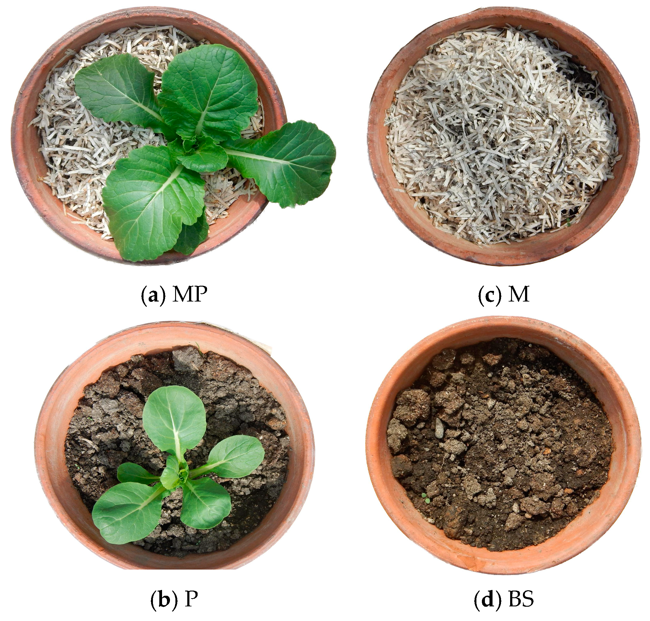 Effects Of Shredded Paper Mulch On Komatsuna Spinach Under Three Soil Effects Of Shredded Paper Mulch On Komatsuna Spinach Under Three Soil