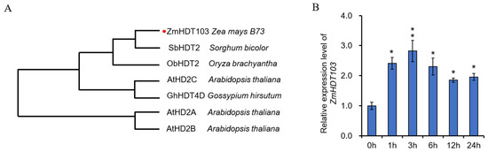 ZmHDT103 Negatively Regulates Drought Stress Tolerance in Maize Seedlings