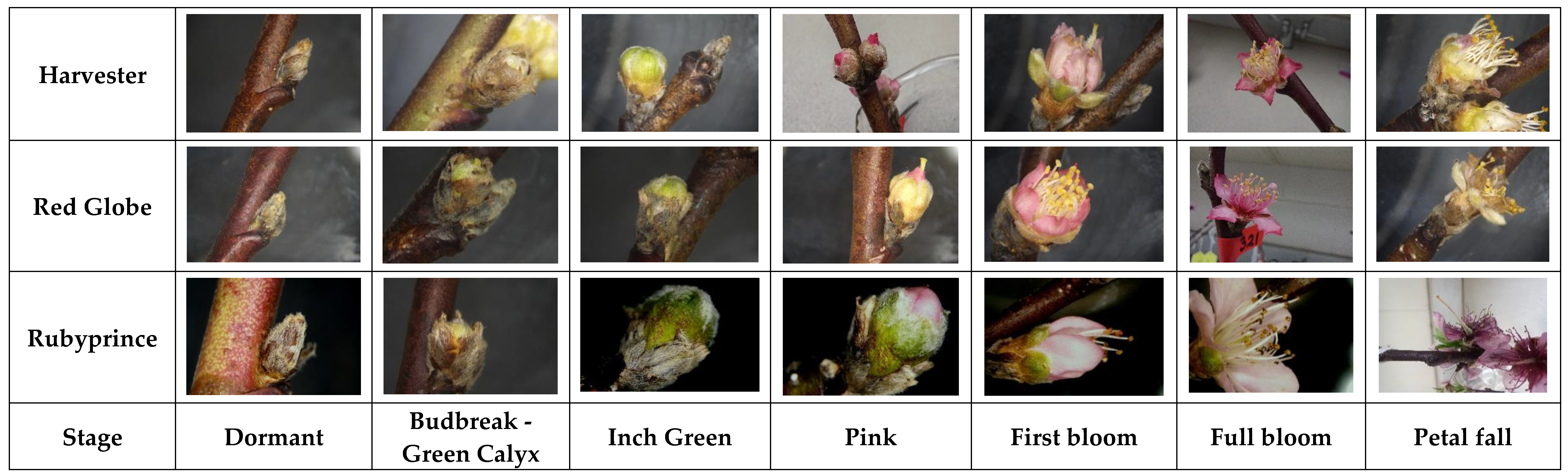 Peach Growth Stages and Critical Temperatures - Alabama Cooperative  Extension System