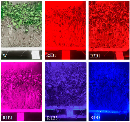 Effects of Different Combinations of Red and Blue Light on the Edible ...