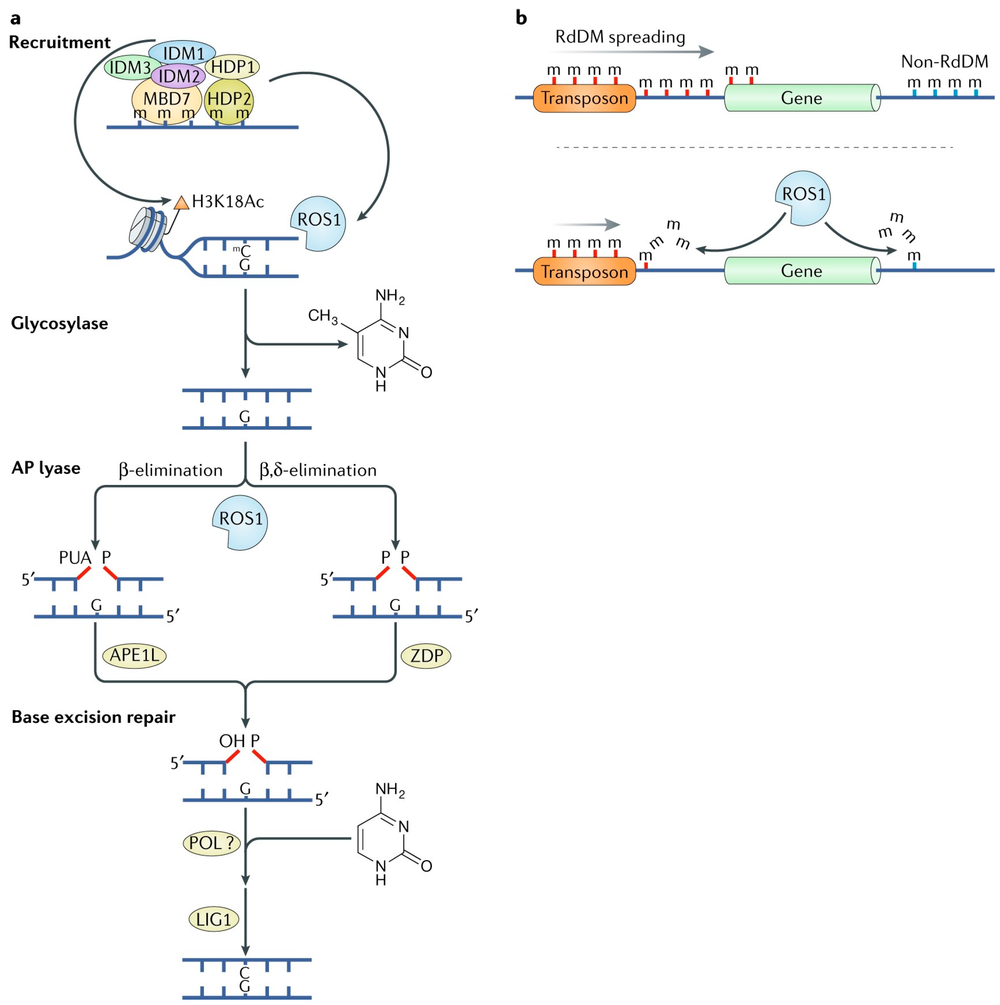 The Role Of Plant Dna Methylation In Development, Stress Response, And 