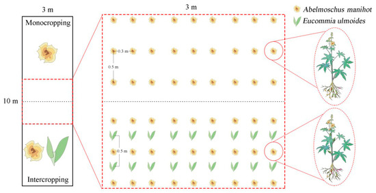 The Effect of Intercropping with Eucommia ulmoides on the