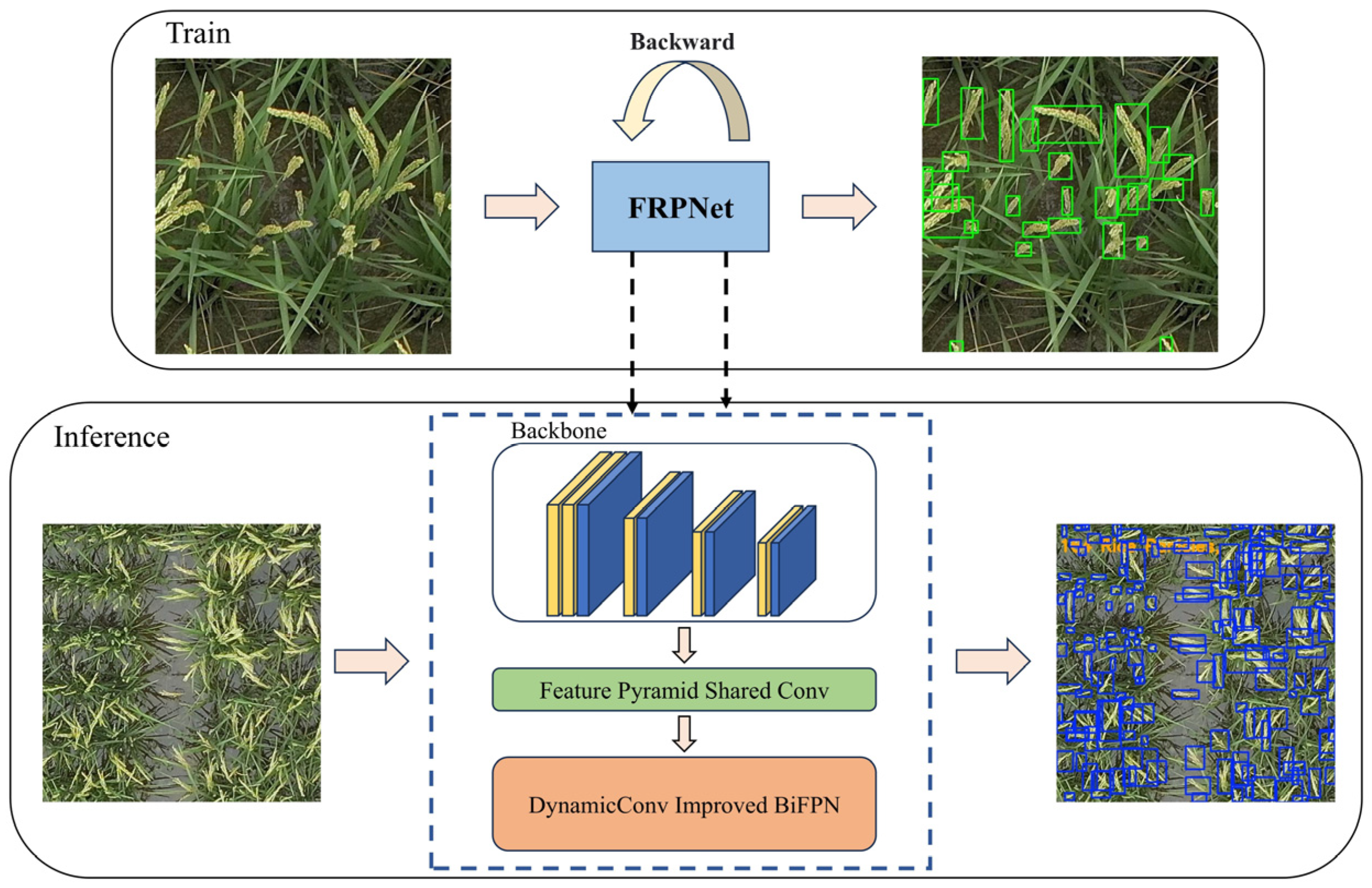 FRPNet: A Lightweight Multi-Altitude Field Rice Panicle