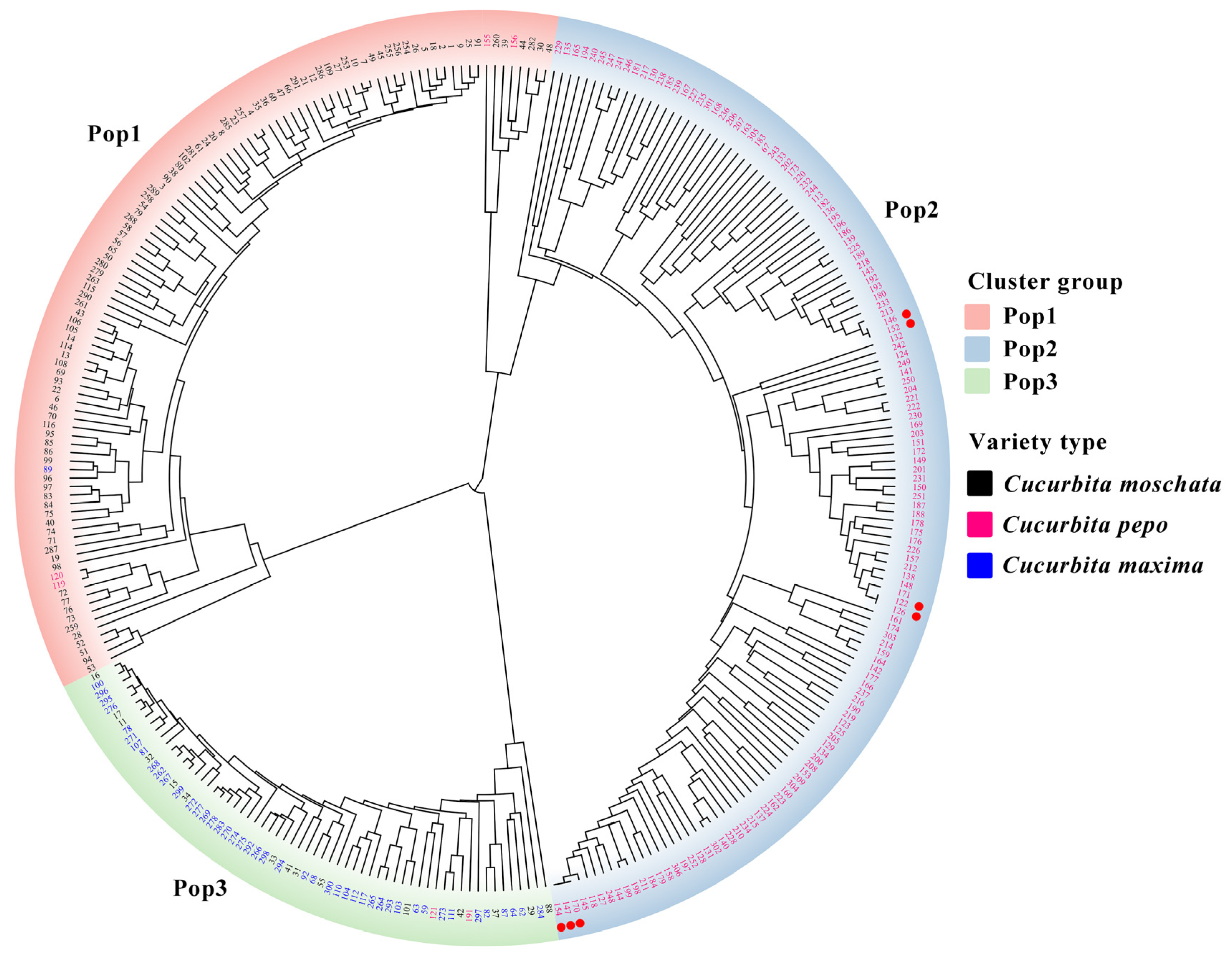Identification and Genetic Diversity Analysis of Cucurbita