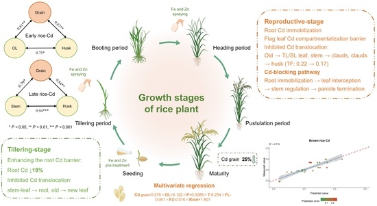 Iron–Zinc Synergy Blocks Cadmium Translocation in Rice: Minimizing