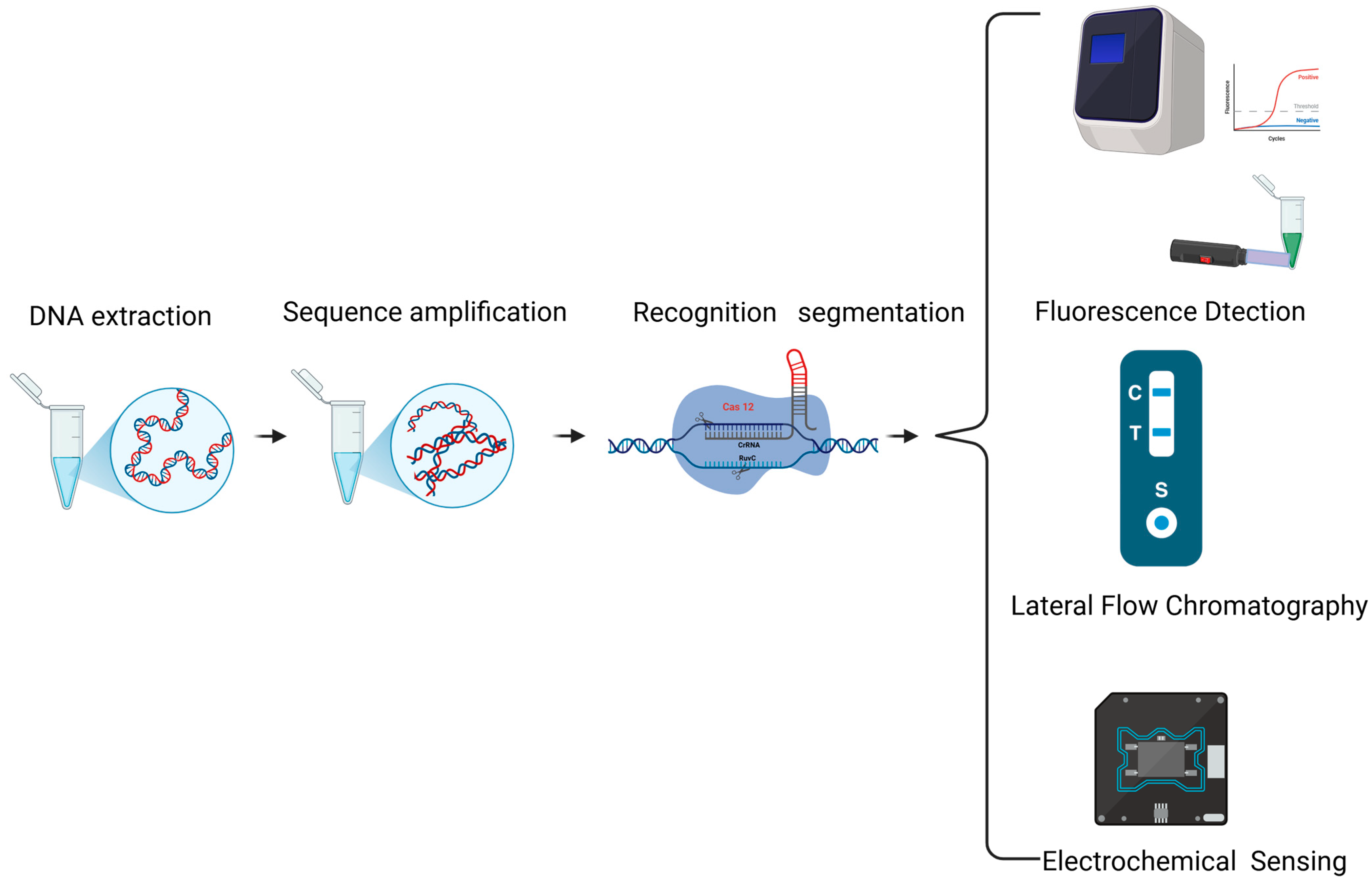CRISPR-Based Biosensing for Genetically Modified Organism Detection ...