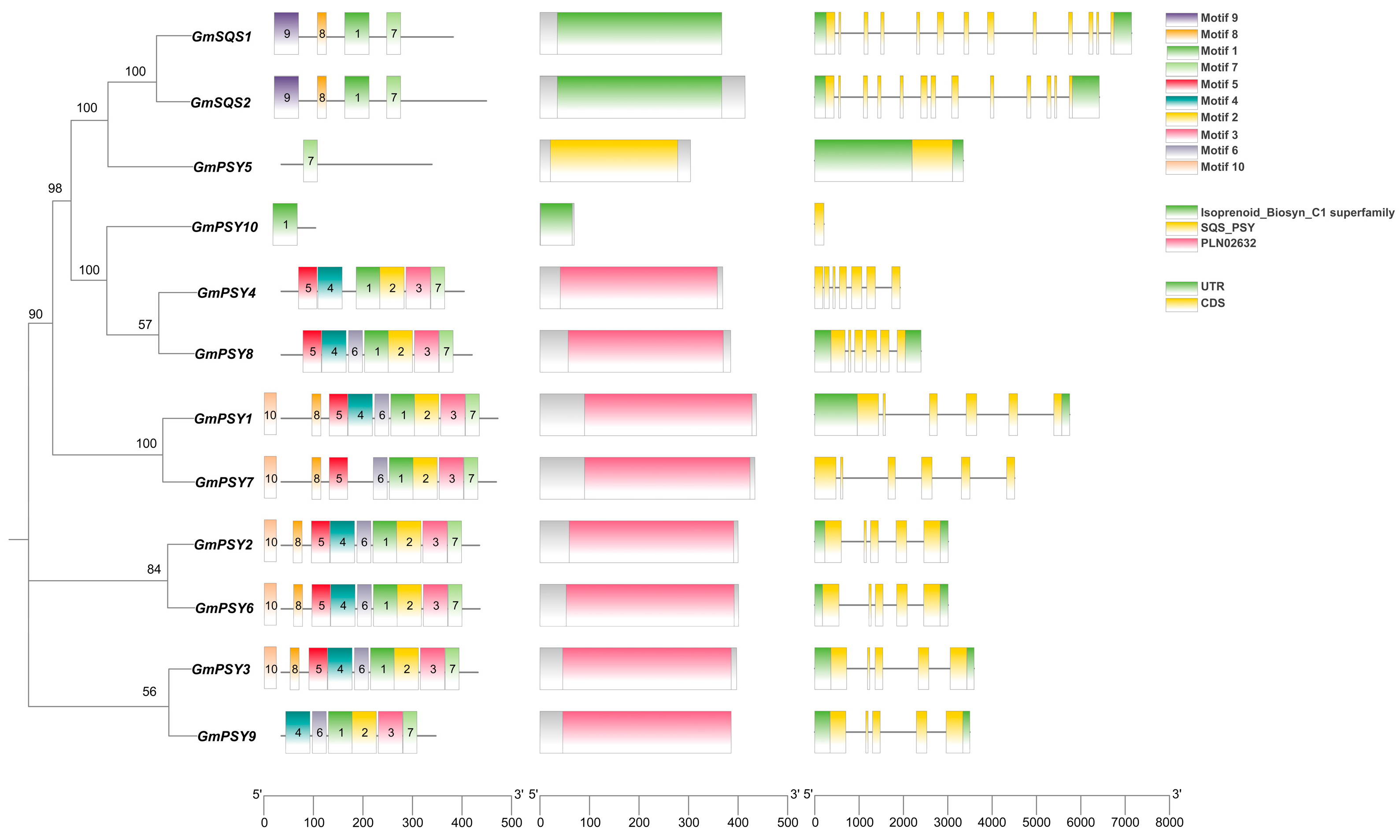 Genome-Wide Analysis of the Soybean SQS_PSY Gene Family and Its Role in ...