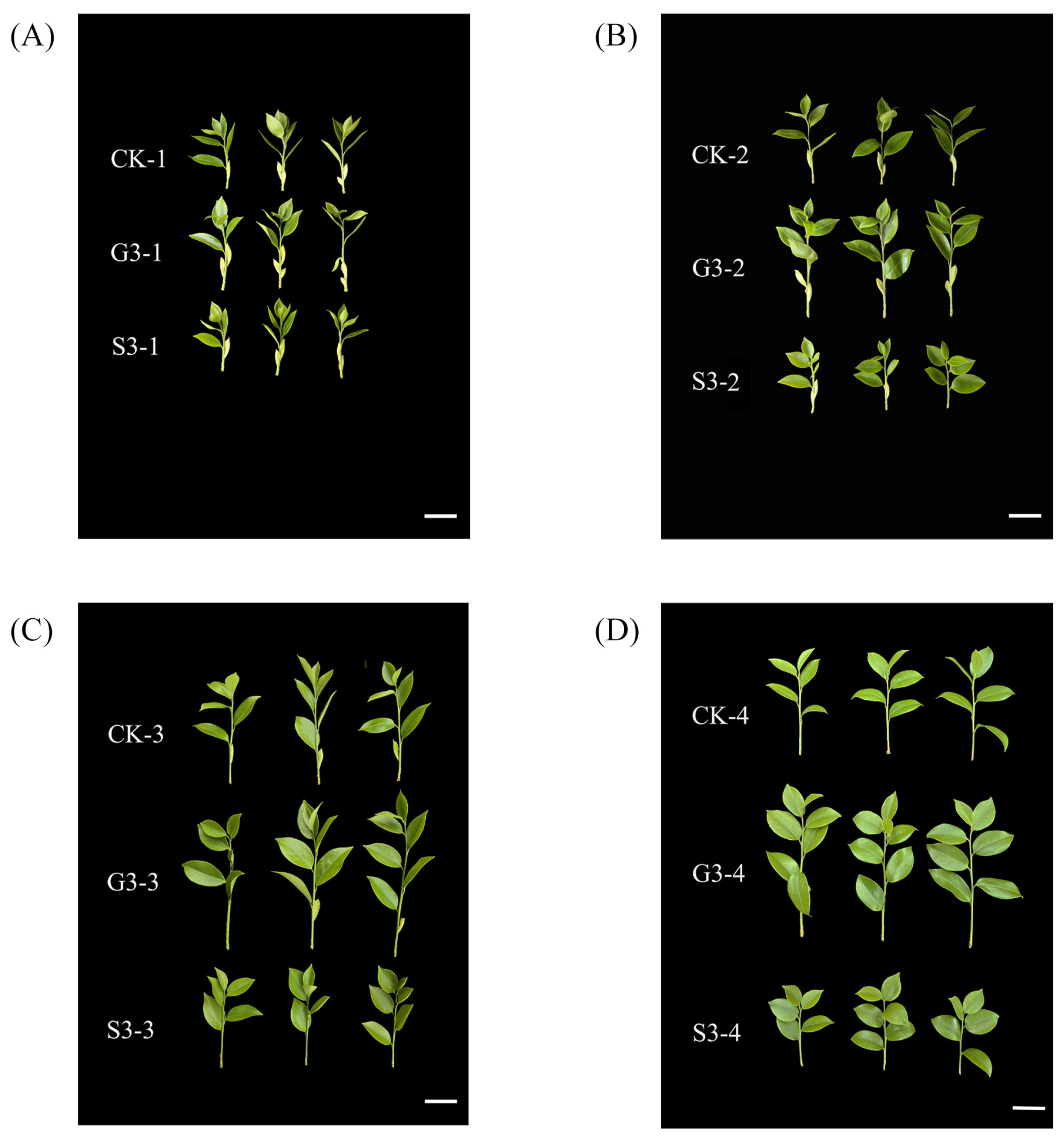 The Effect of External Application of Gibberellin and Uniconazole on ...
