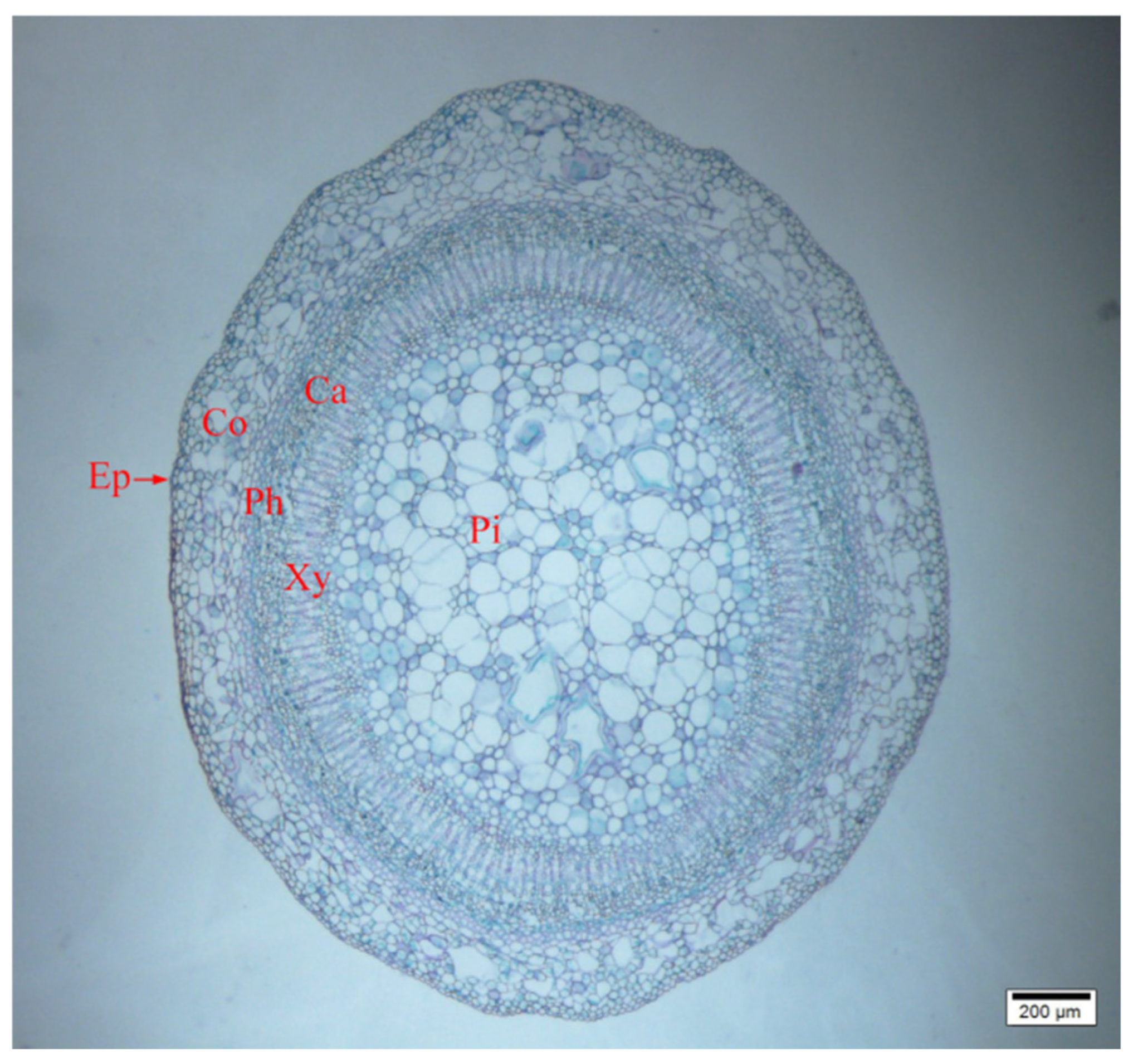The Effect of External Application of Gibberellin and Uniconazole on ...