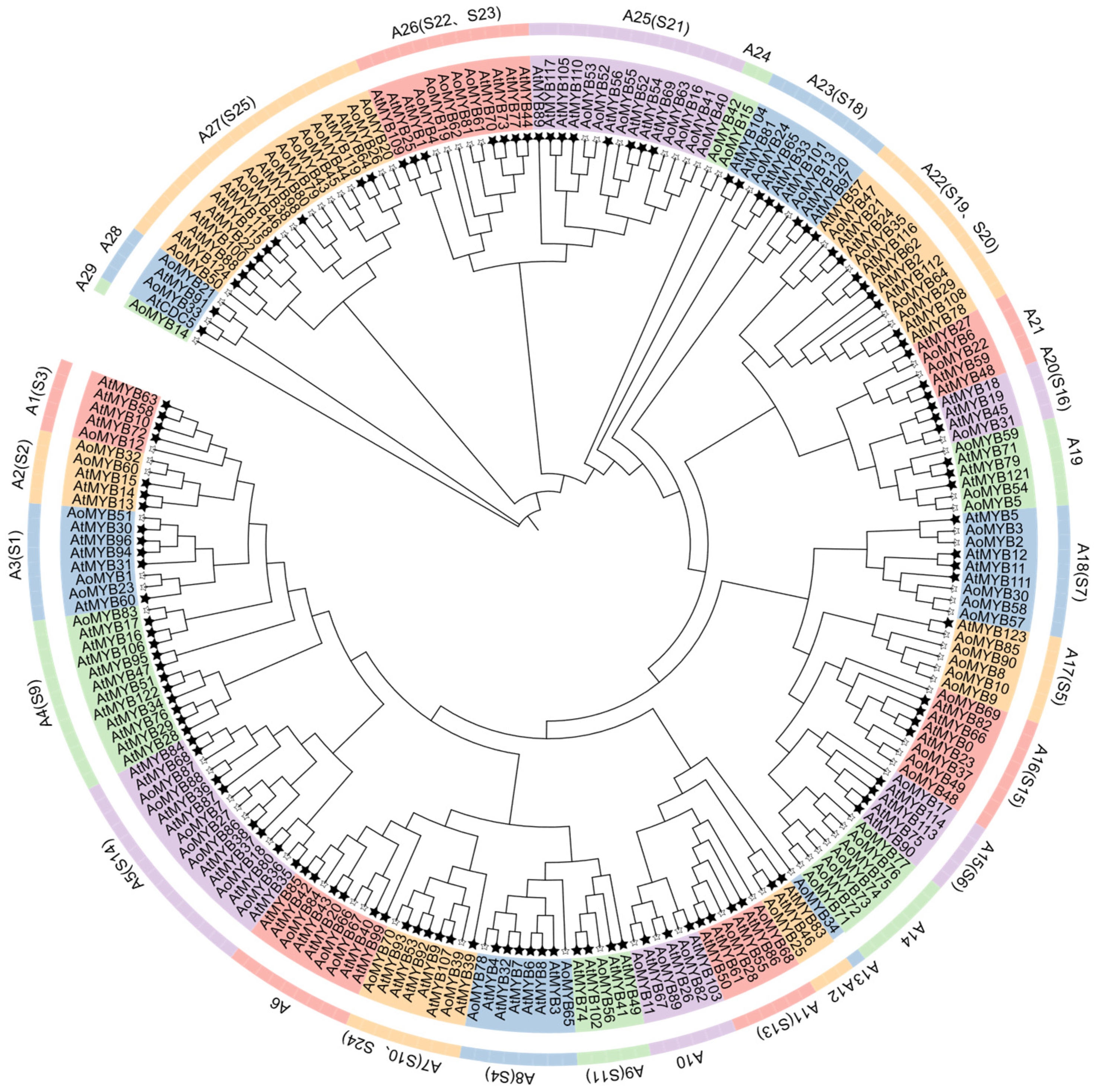 Identification and Expression Analysis of R2R3-MYB Transcription ...
