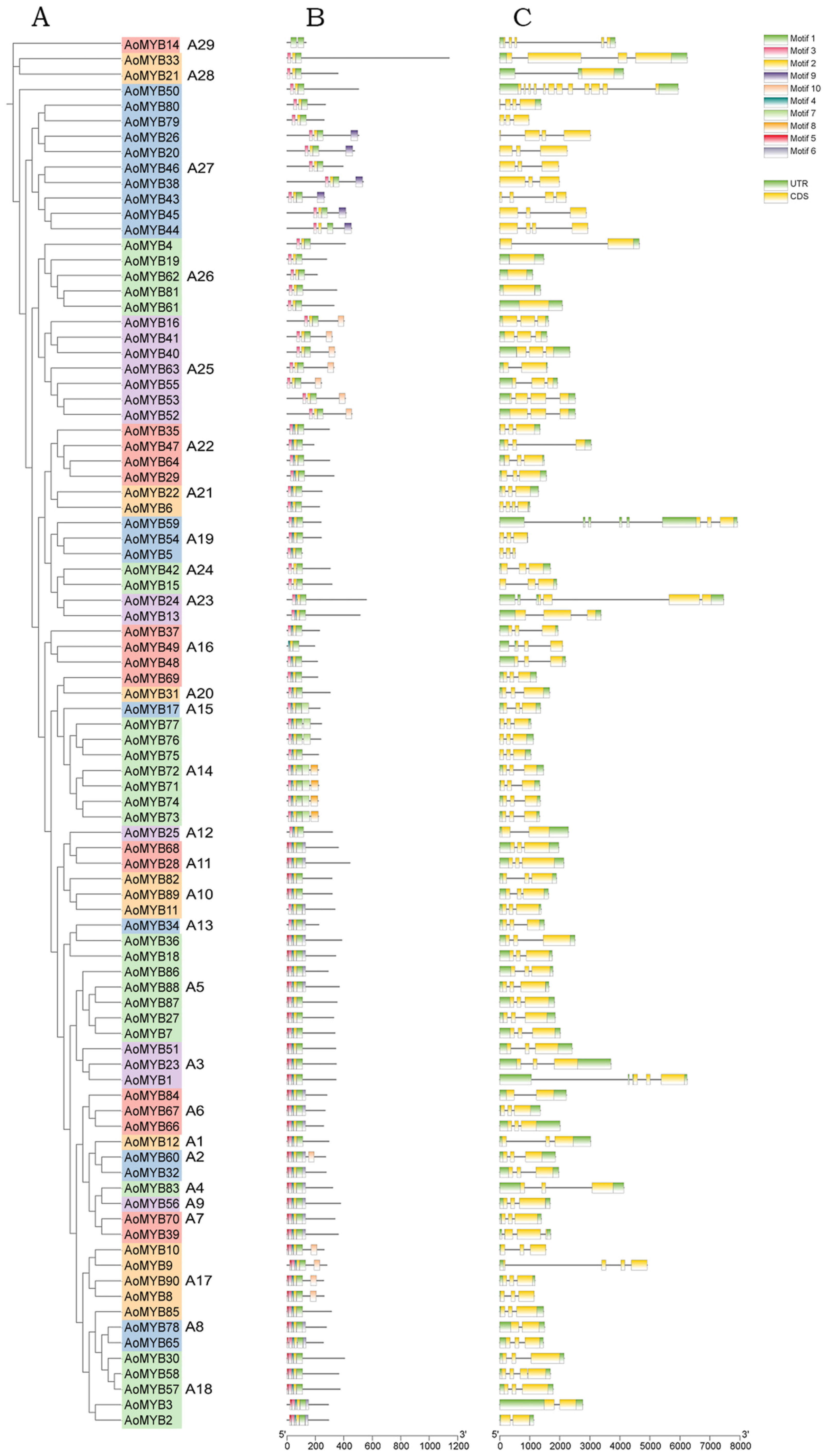 Identification and Expression Analysis of R2R3-MYB Transcription ...