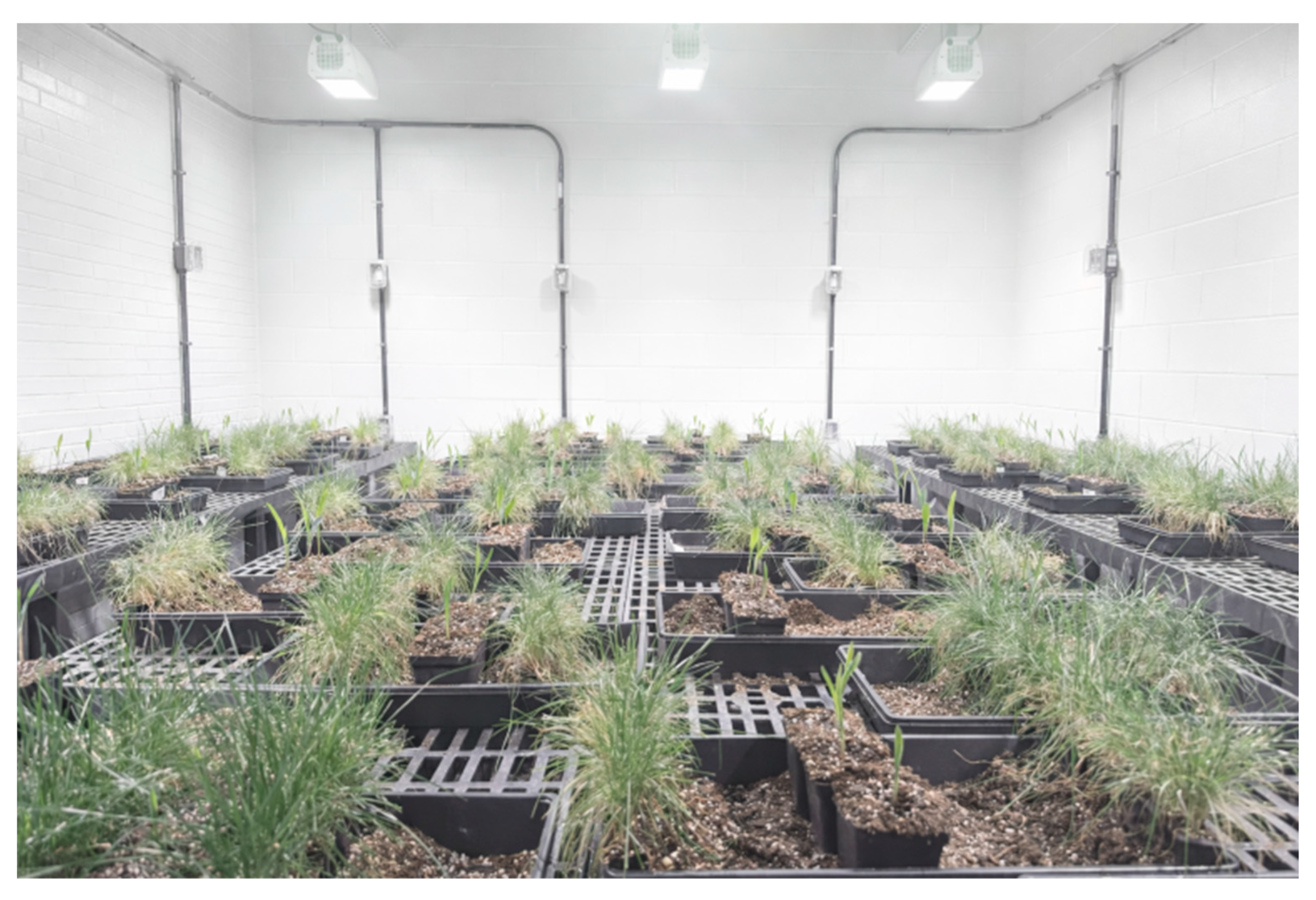 Spatial Proximity to Perennial Groundcover Triggers Shade Avoidance ...