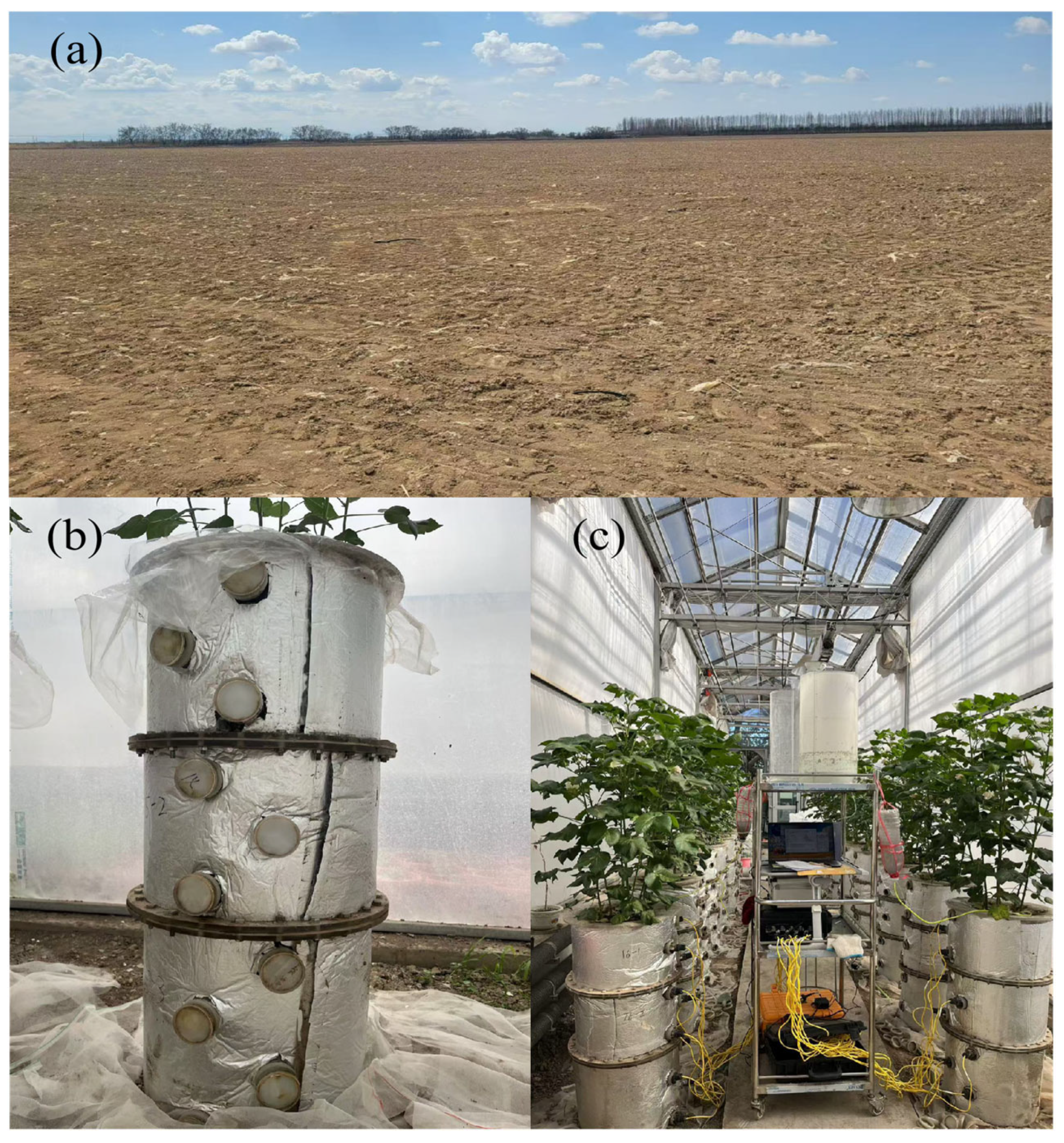 Interactive Effects of Irrigation Amount and Interval on Cotton Water ...