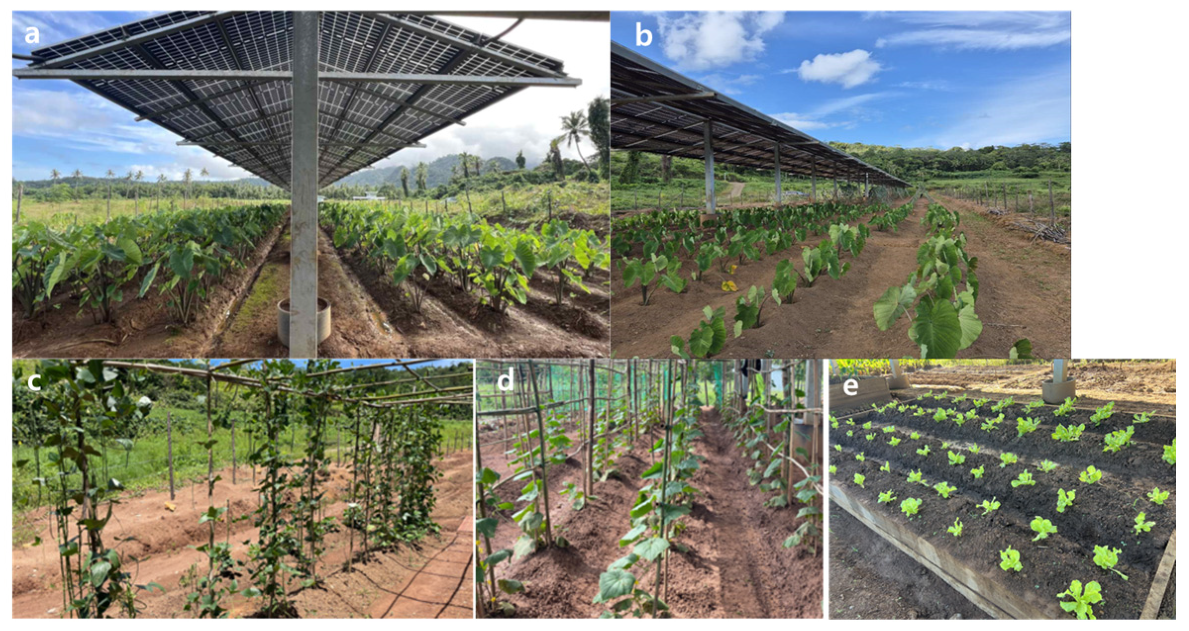 Crop Rotation In Fiji A Case Study on Assessing the Potential Contribution of Agrivoltaics ...