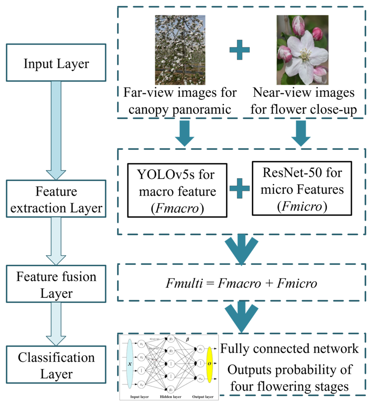 Construction of an Accurate Evaluation Model for Apple Flowering Period ...