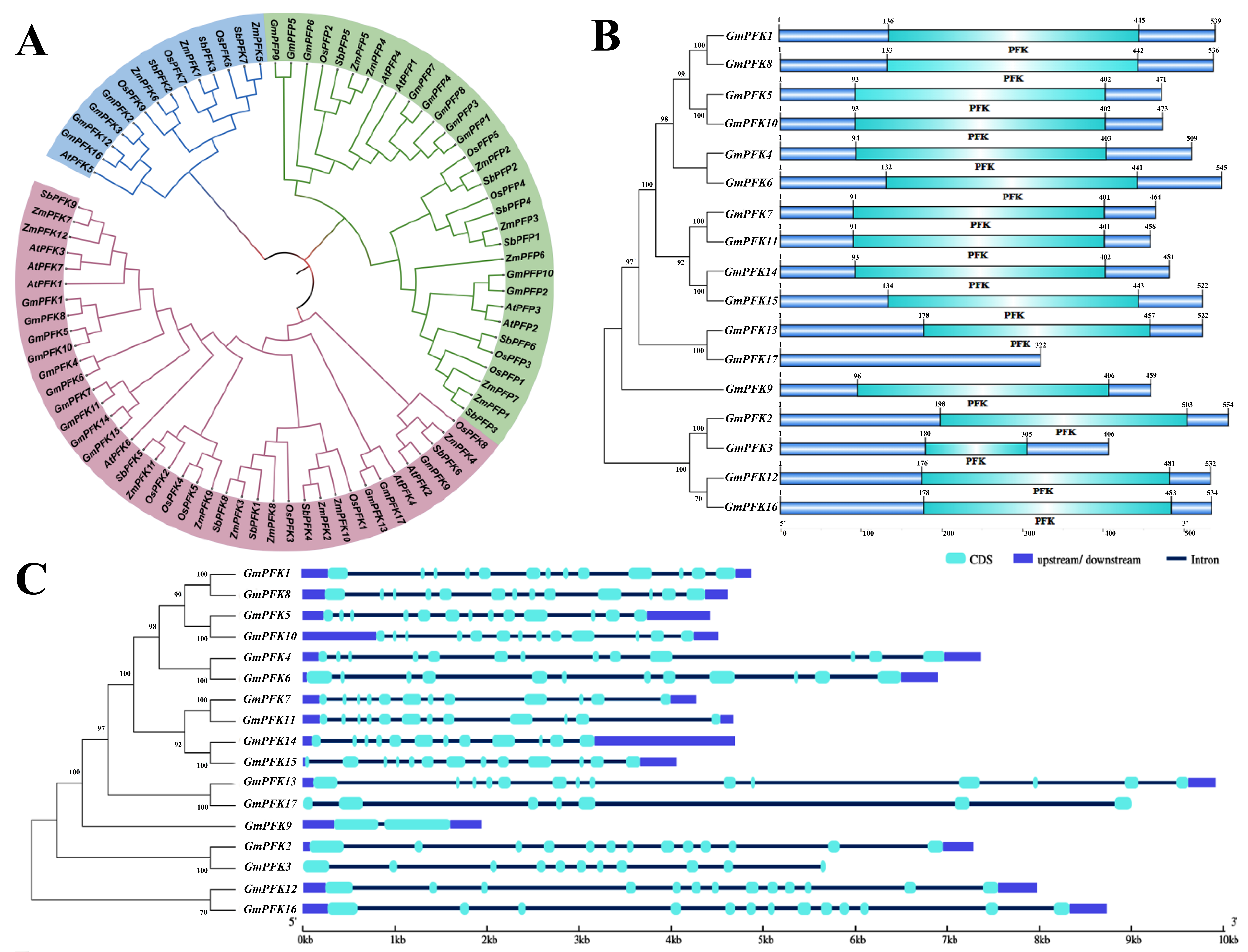Genome-Wide Identification of the Soybean Phosphofructokinase Gene ...