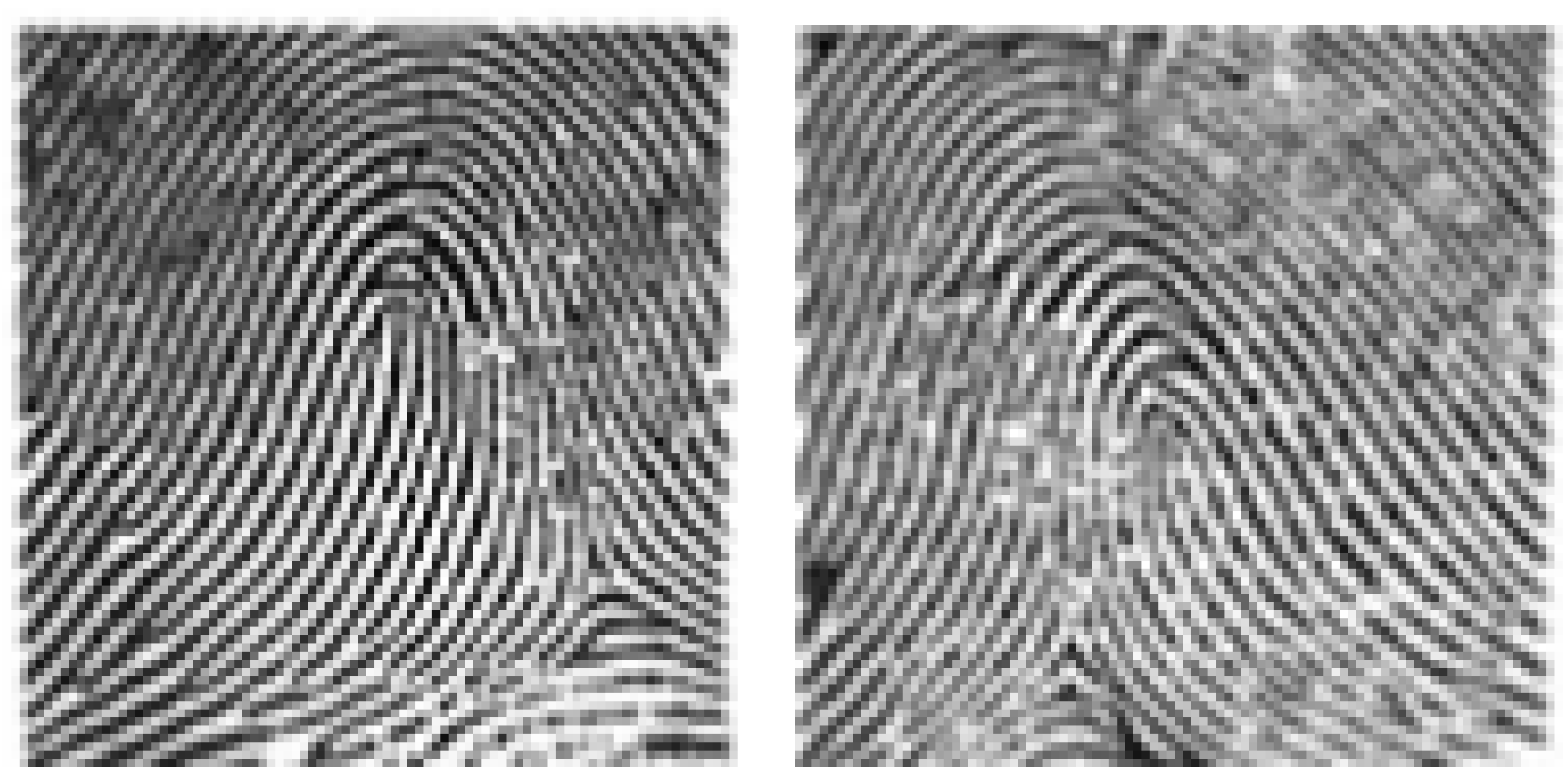 loop fingerprints