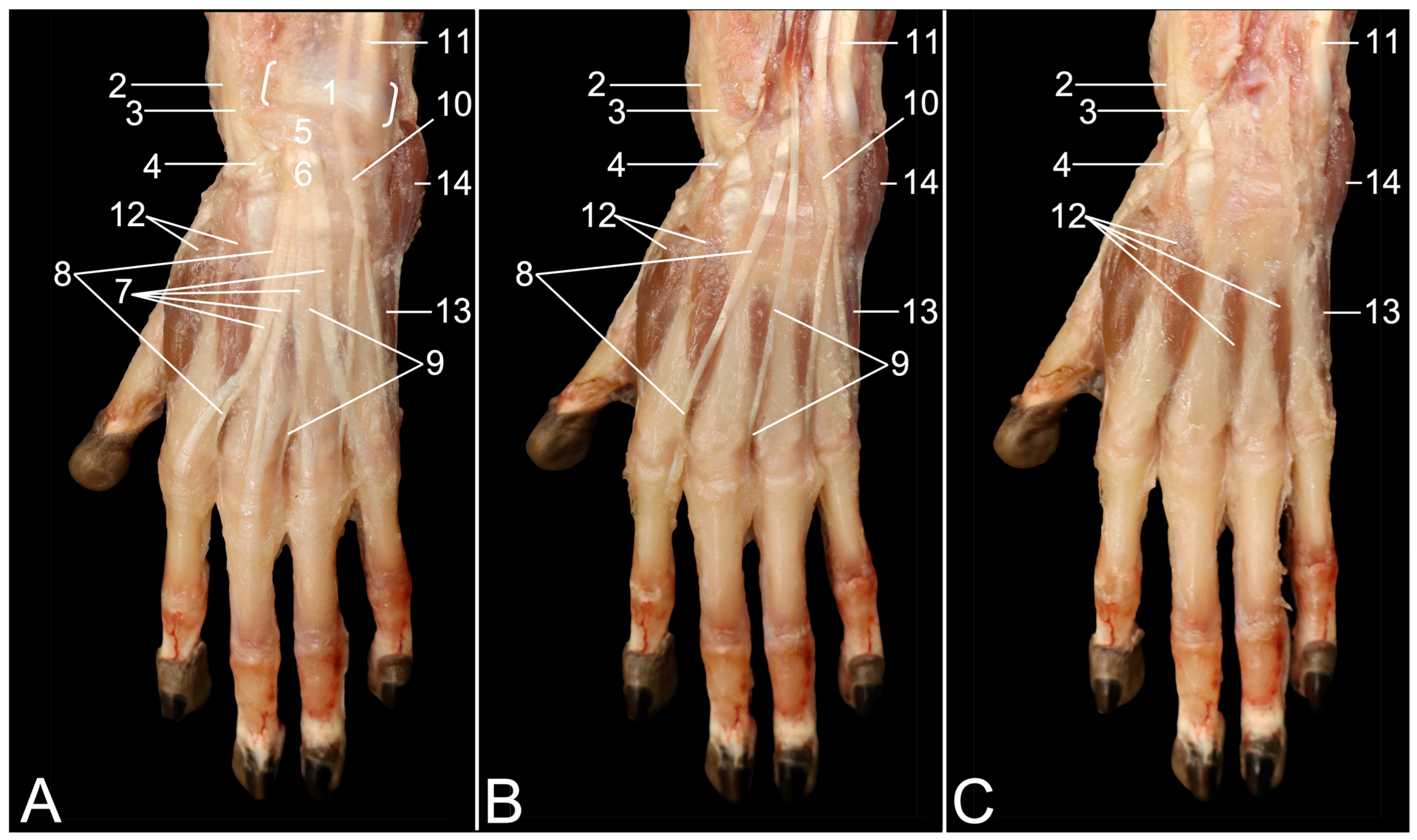 Hand Musculature of the Rhesus Monkey (Macaca mulatta): An Anatomical Study