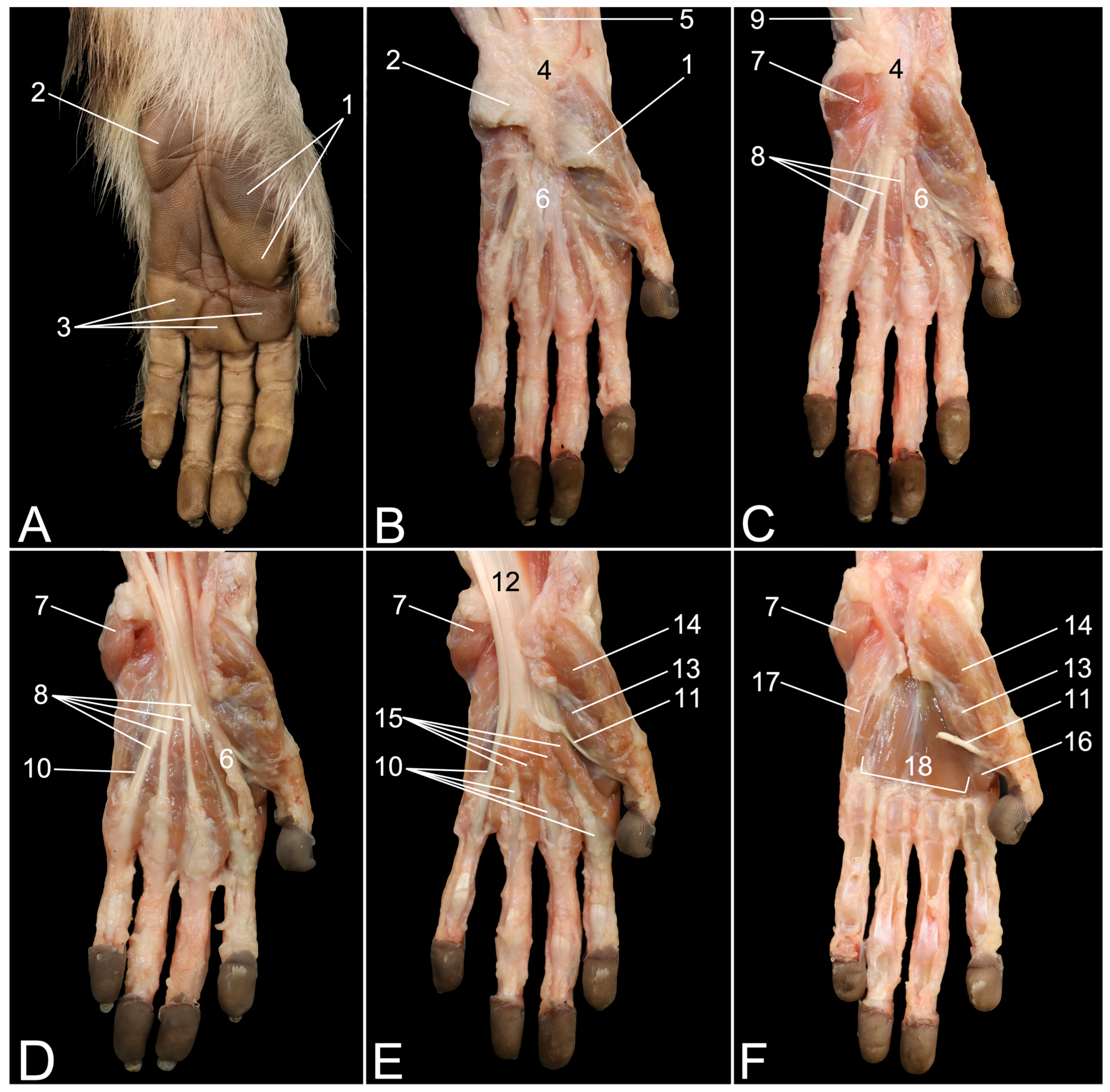 Hand Musculature Of The Rhesus Monkey Macaca Mulatta An Anatomical Study Hand Musculature Of The Rhesus Monkey Macaca Mulatta An Anatomical Study