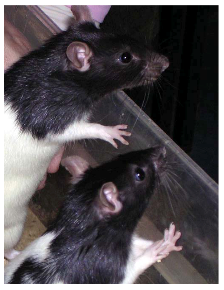 Animals | Free Full-Text | Animal Experiments in Biomedical Research: A  Historical Perspective