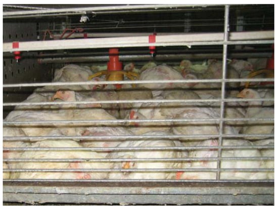Animals | Free Full-Text | Animal Welfare and Food Safety Aspects of  Confining Broiler Chickens to Cages