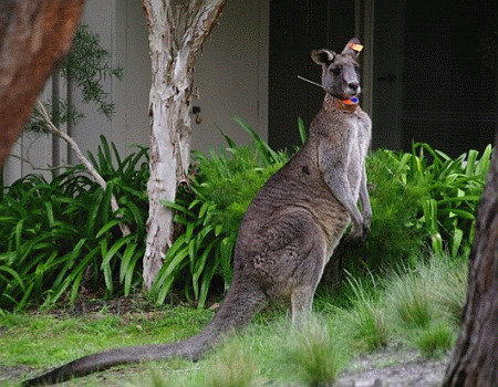 Animals | Free Full-Text | Hopping Down the Main Street: Eastern Grey  Kangaroos at Home in an Urban Matrix