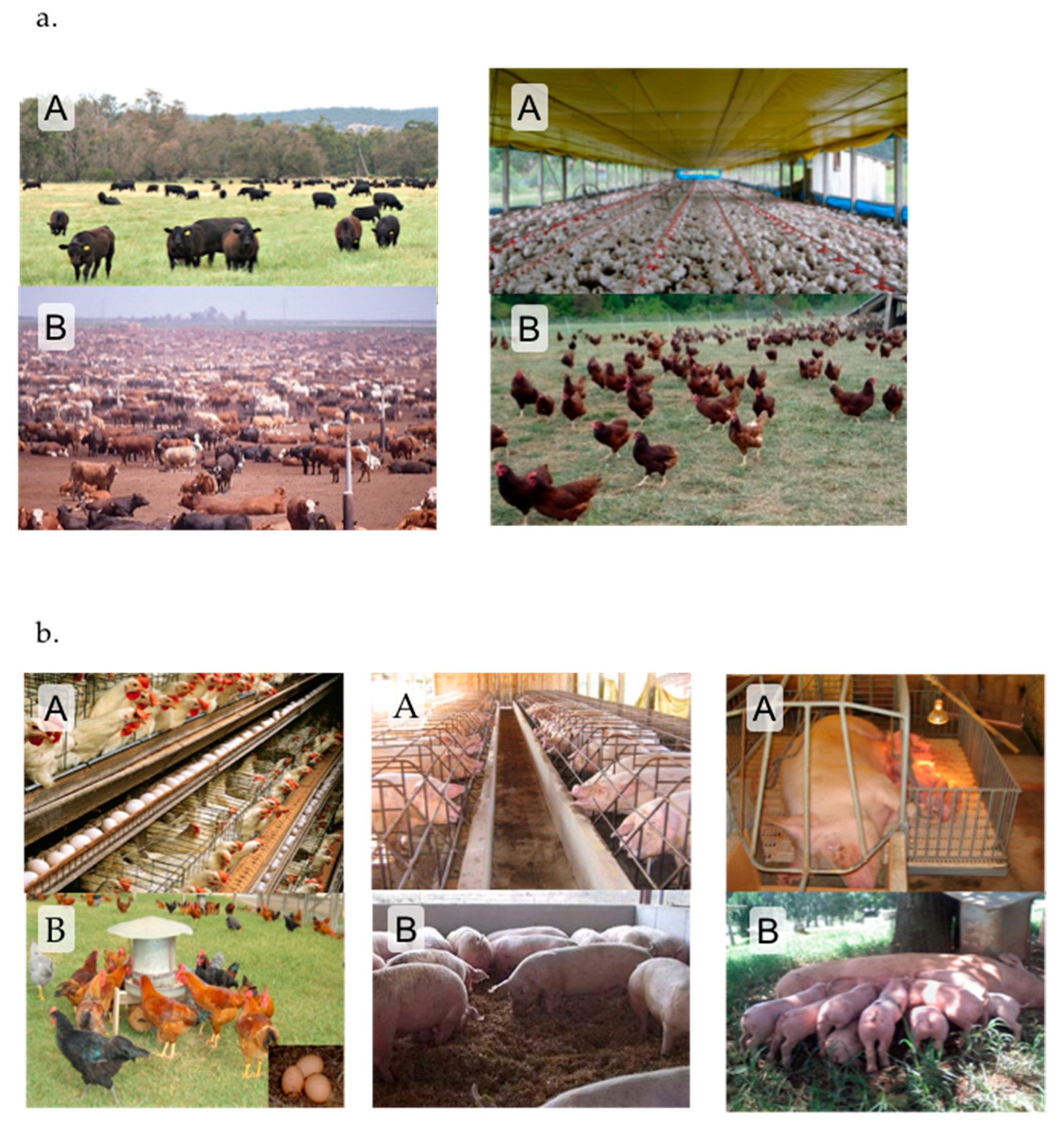 Animals | Free Full-Text | Brazilian Citizens' Opinions and Attitudes about  Farm Animal Production Systems