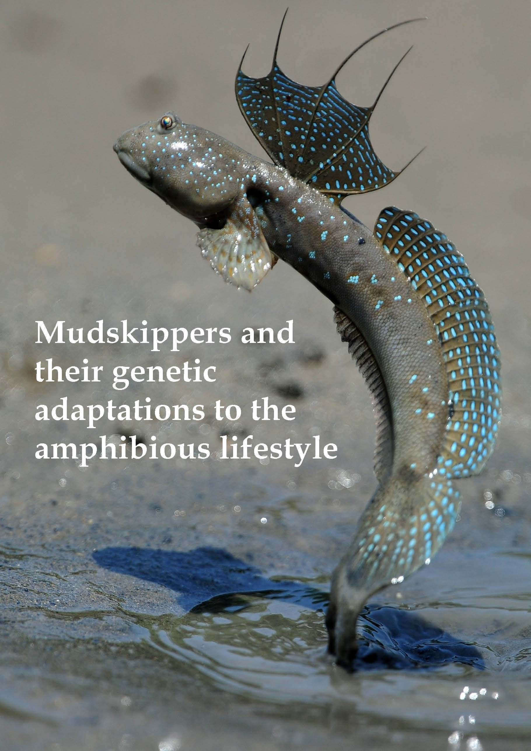 Animals | Free Full-Text | Mudskippers and Their Genetic Adaptations to an  Amphibious Lifestyle