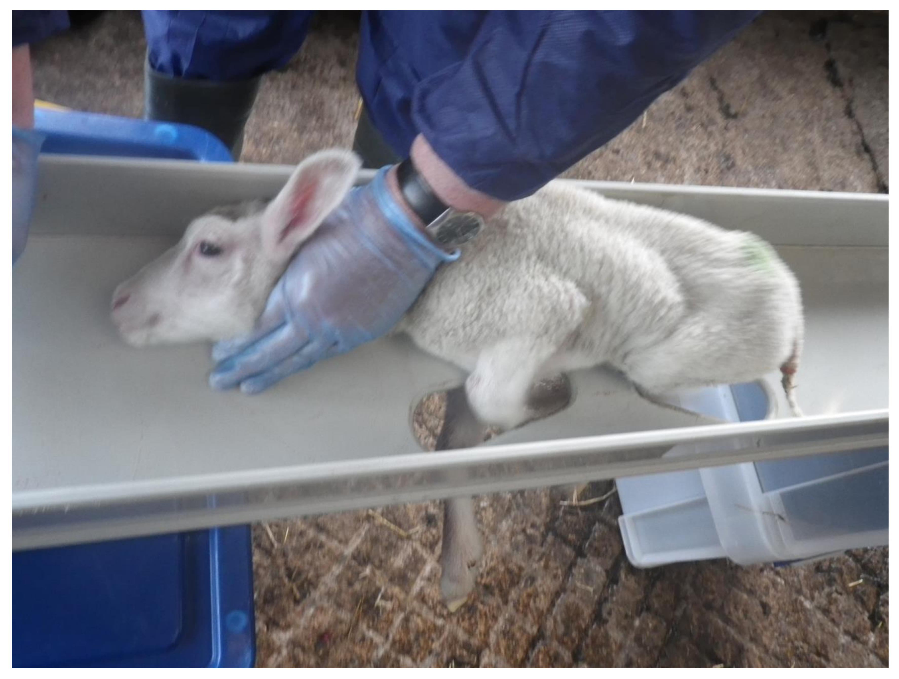 Animals | Free Full-Text | The Use of a Mechanical Non-Penetrating Captive  Bolt Device for the Euthanasia of Neonate Lambs