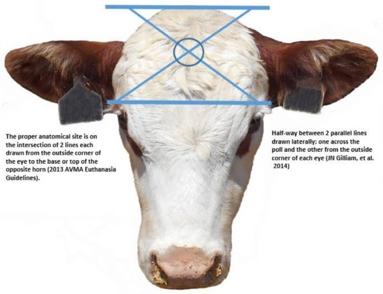 PDF) Causes of death in feedlot beef cattle and their control: a brief  review