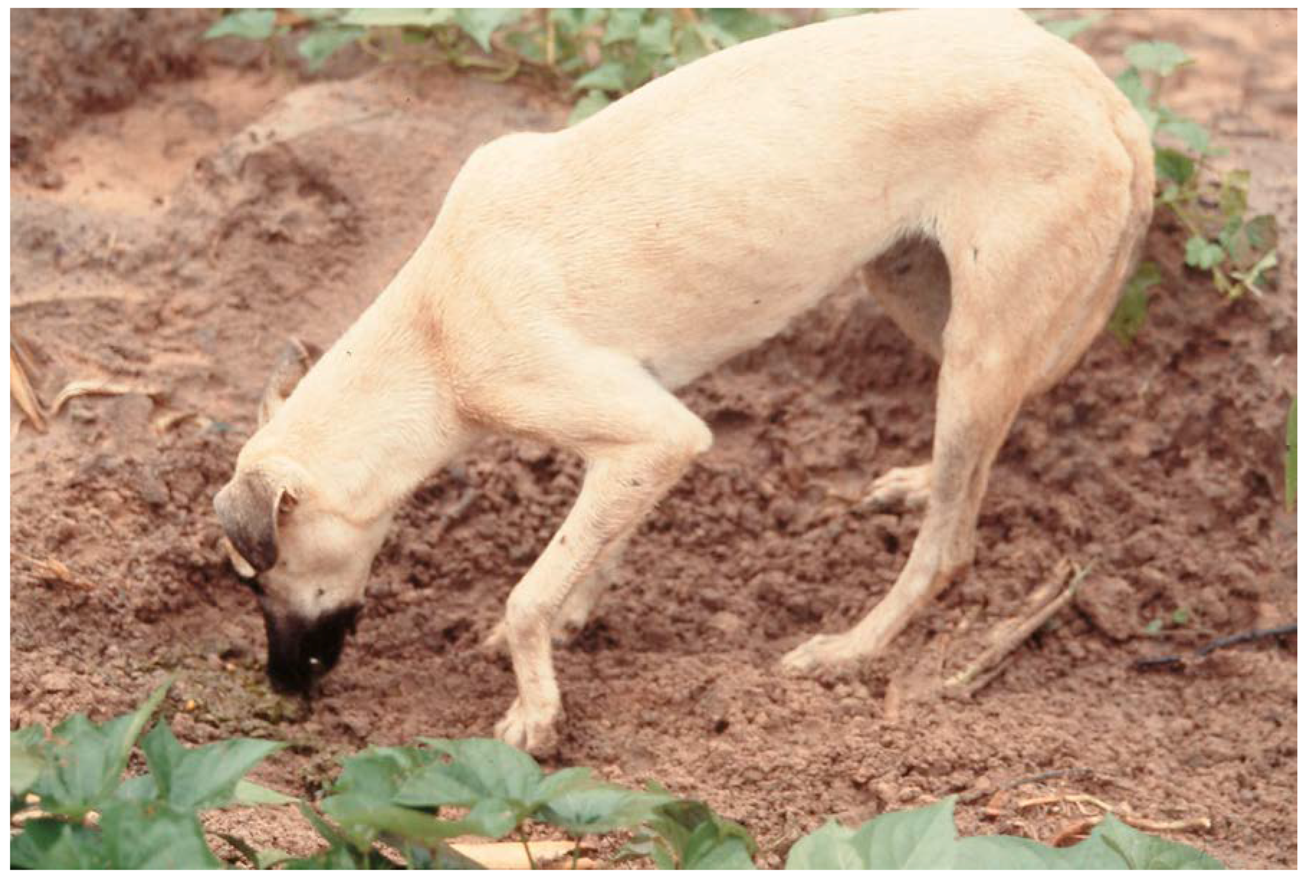 Animals | Free Full-Text | Anthropogenic Food Subsidy to a Commensal  Carnivore: The Value and Supply of Human Faeces in the Diet of Free-Ranging  Dogs