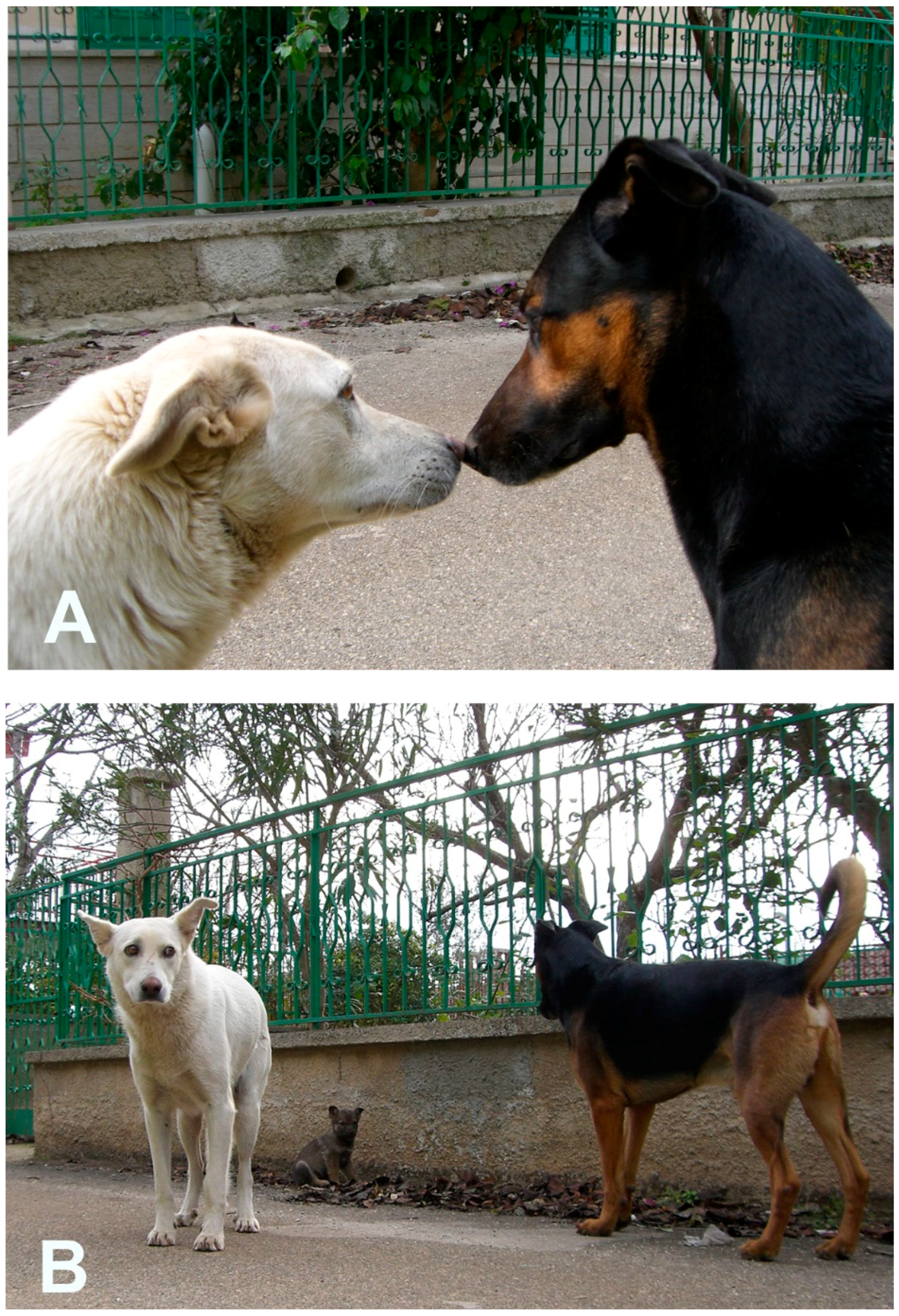 Animals | Free Full-Text | Communication in Dogs