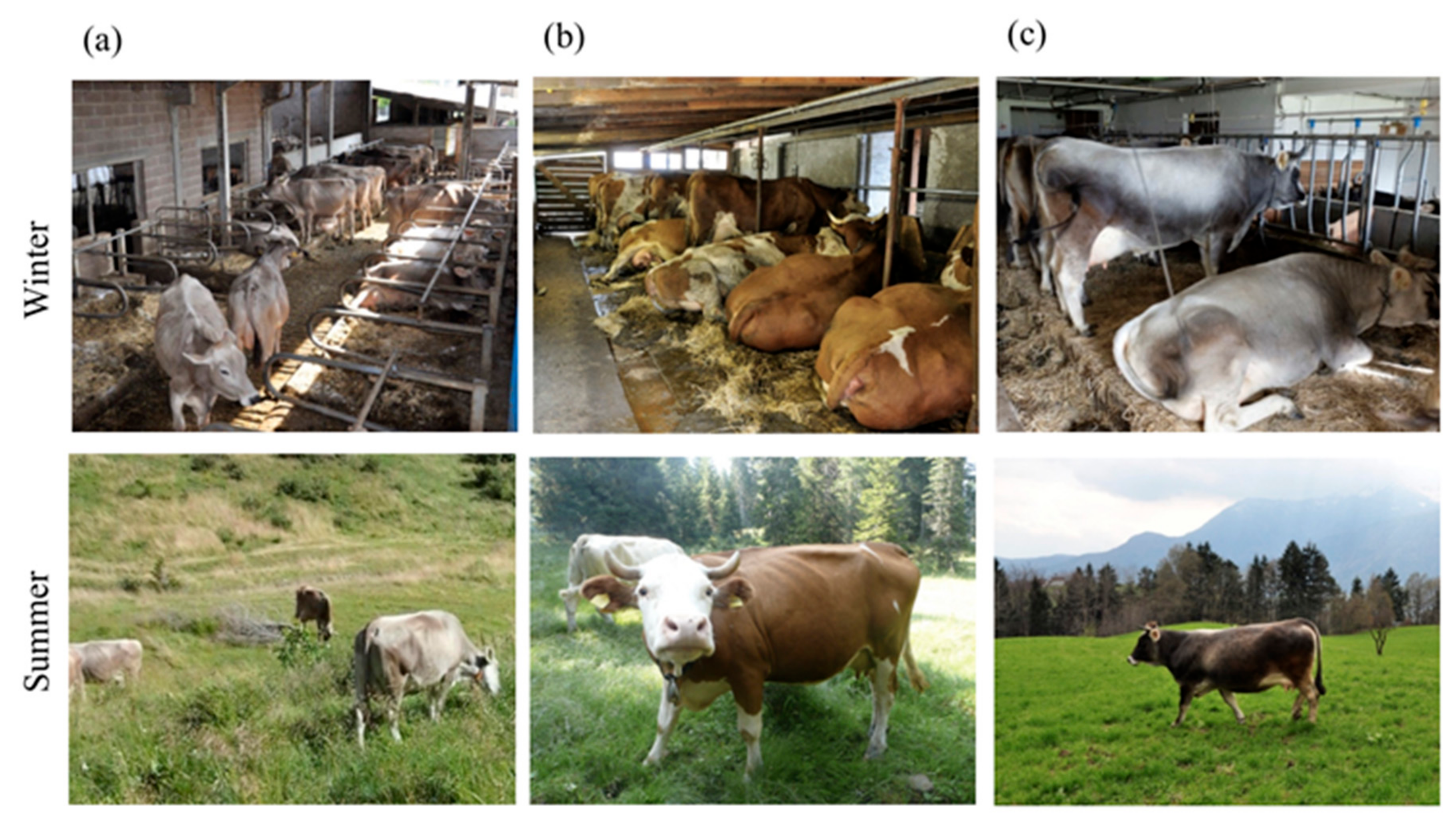 Animals | Free Full-Text | Animal Welfare and Mountain Products from  Traditional Dairy Farms: How Do Consumers Perceive Complexity?