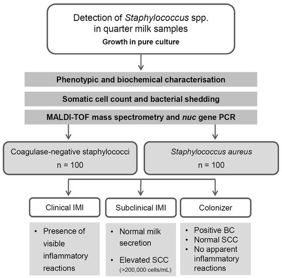 Coagulase Positive Staphylococcus Epidermidis