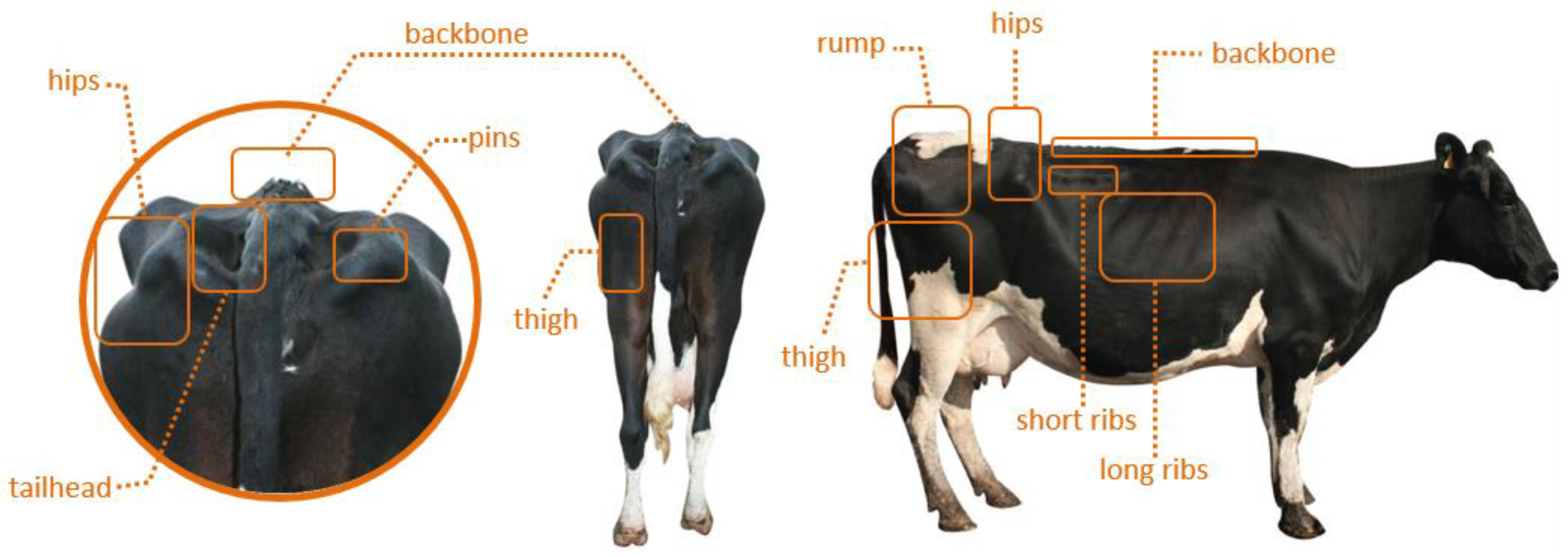 Animals | Free Full-Text | An Improved Single Shot Multibox Detector Method  Applied in Body Condition Score for Dairy Cows