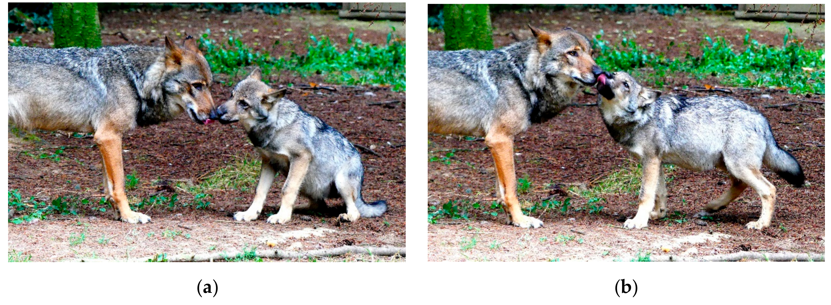 Animals | Free Full-Text | Back to the Future: A Glance Over Wolf Social  Behavior to Understand Dog–Human Relationship