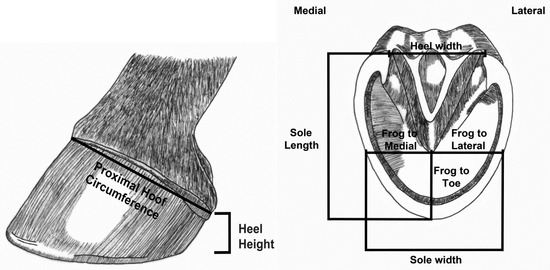 Long Toe, Low Heel – The Pastern-Hoof Axis – The Horse's Advocate