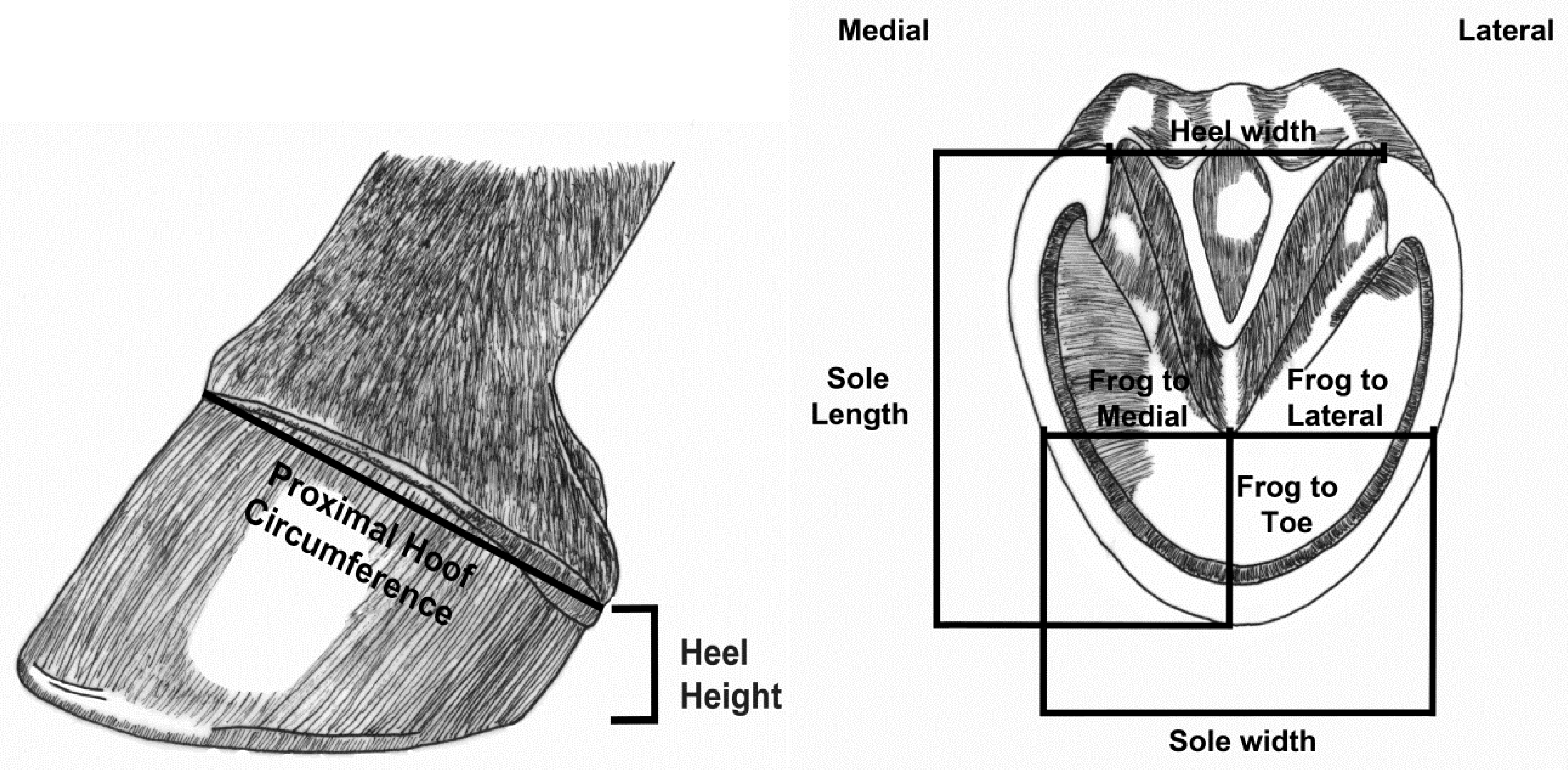 horse hoof anatomy chart