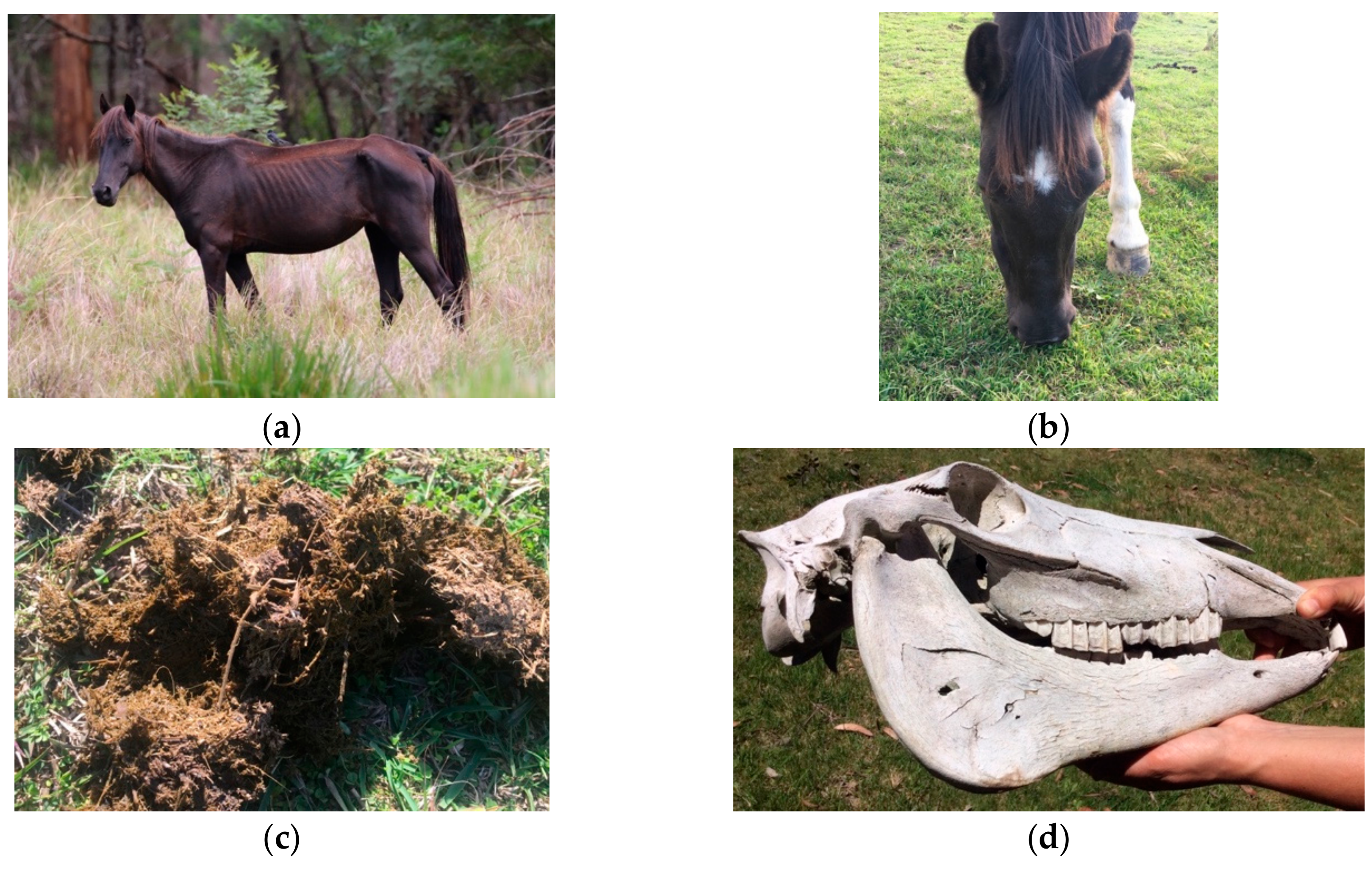 Animals | Free Full-Text | A Ten-Stage Protocol for Assessing the Welfare  of Individual Non-Captive Wild Animals: Free-Roaming Horses (Equus Ferus  Caballus) as an Example