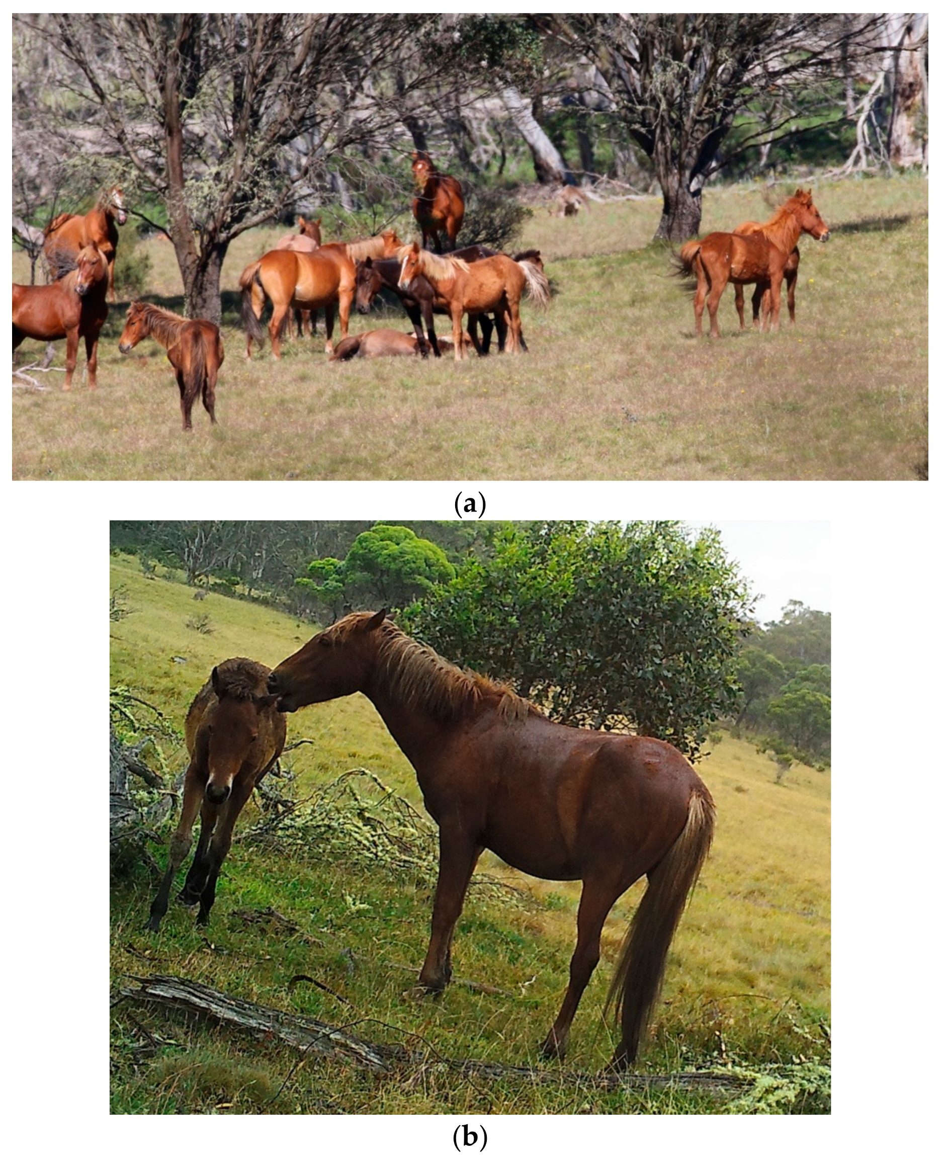 Animals | Free Full-Text | A Ten-Stage Protocol for Assessing the Welfare  of Individual Non-Captive Wild Animals: Free-Roaming Horses (Equus Ferus  Caballus) as an Example