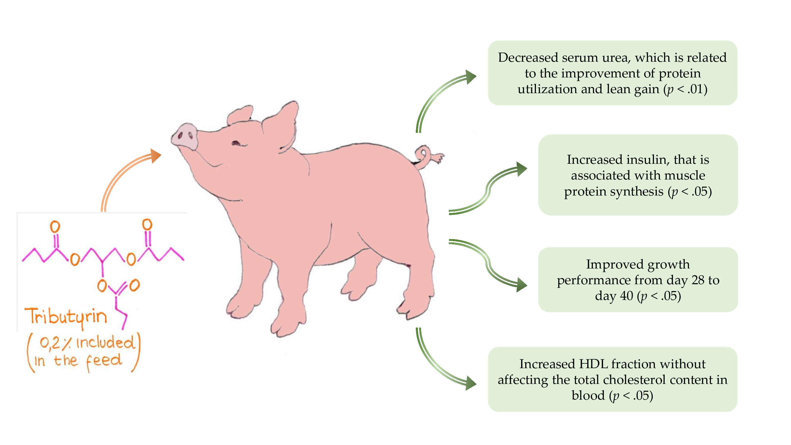Animals | Free Full-Text | Effects of Tributyrin Supplementation on Growth  Performance, Insulin, Blood Metabolites and Gut Microbiota in Weaned Piglets