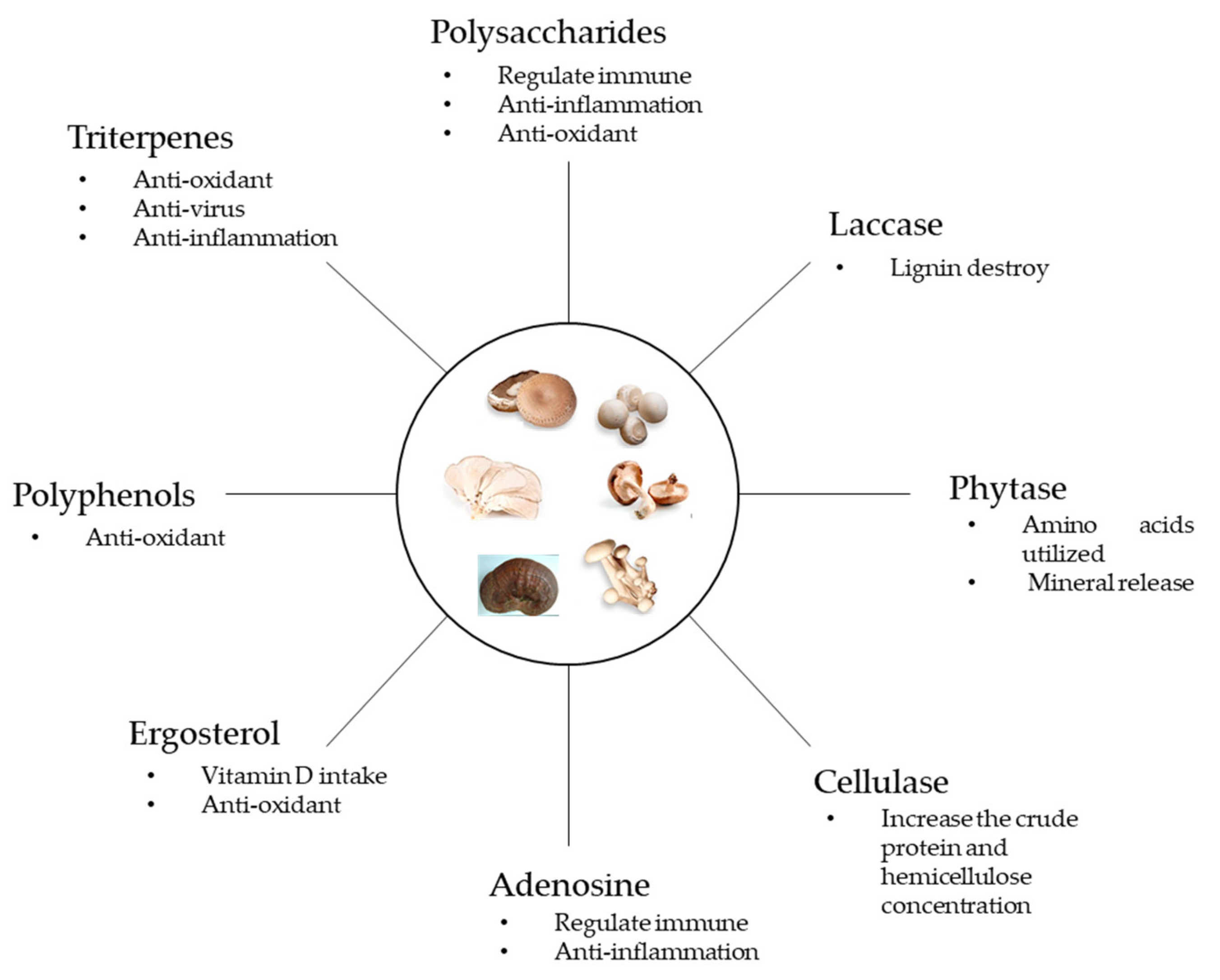 Animals | Free Full-Text | The Effects of Fungal Feed Additives in Animals:  A Review